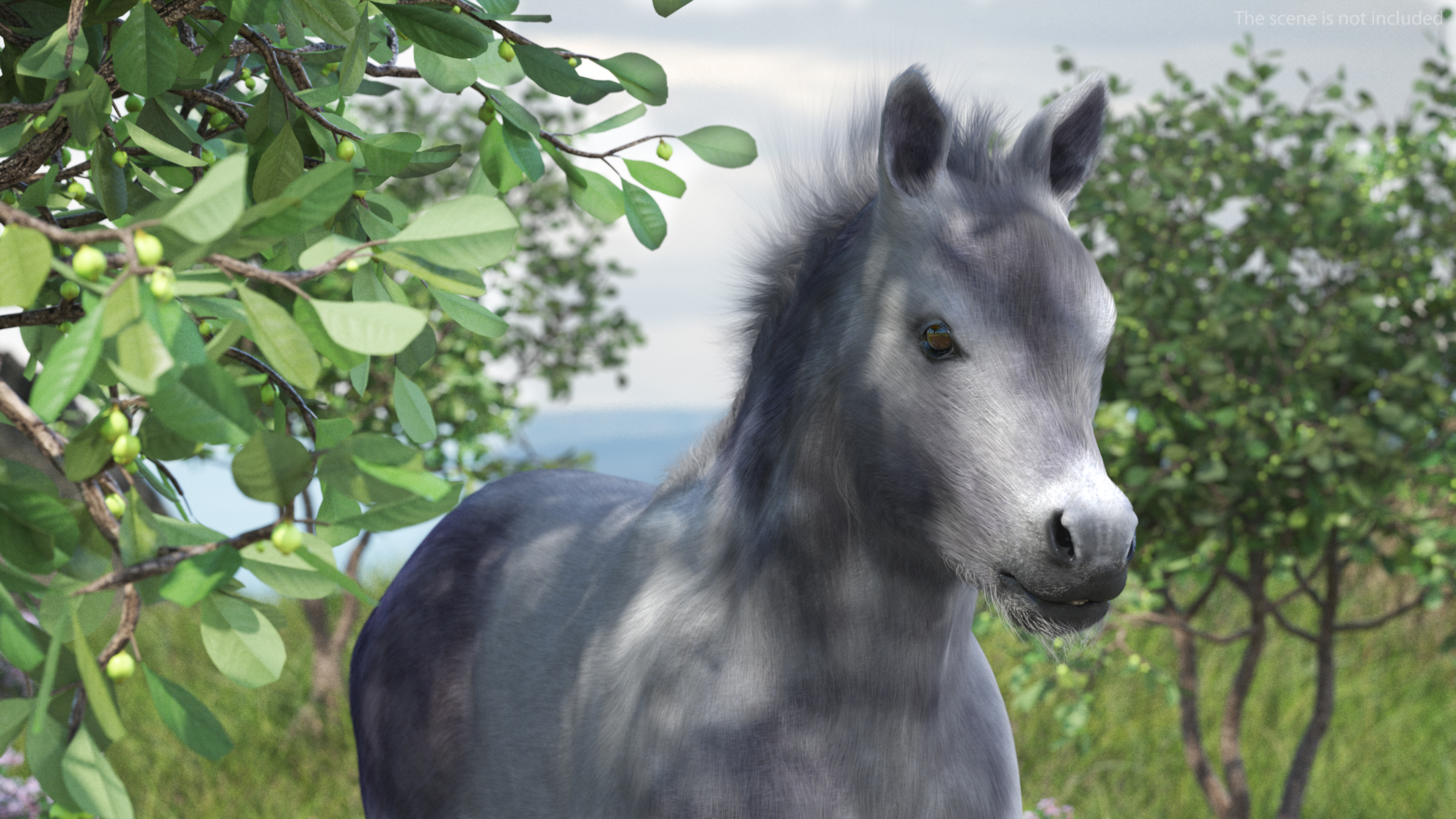 3D Shetland Pony White Fur model