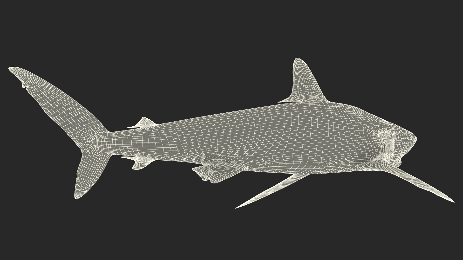 Silky Shark or Carcharhinus Falciformis 3D model