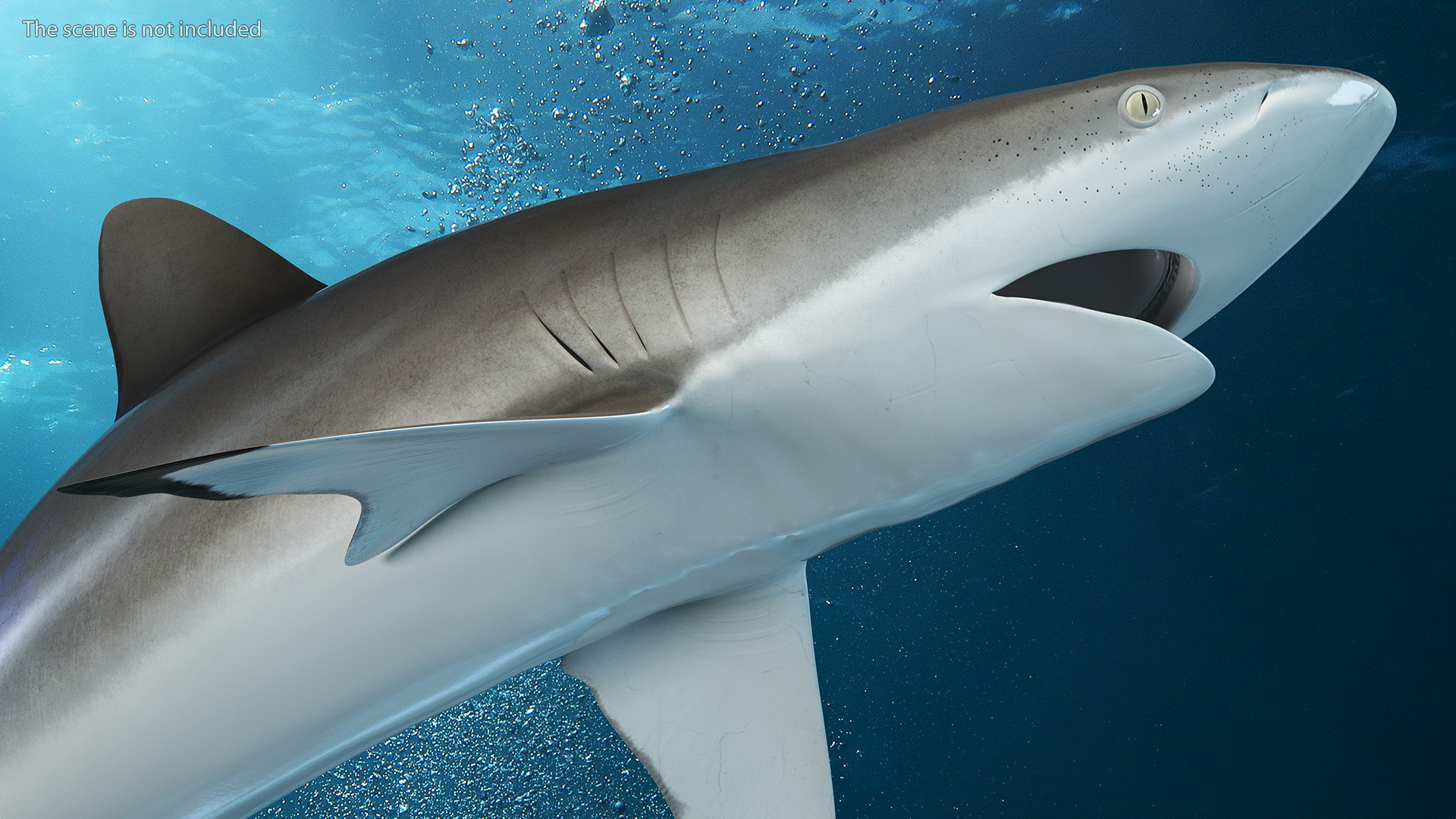 Silky Shark or Carcharhinus Falciformis 3D model