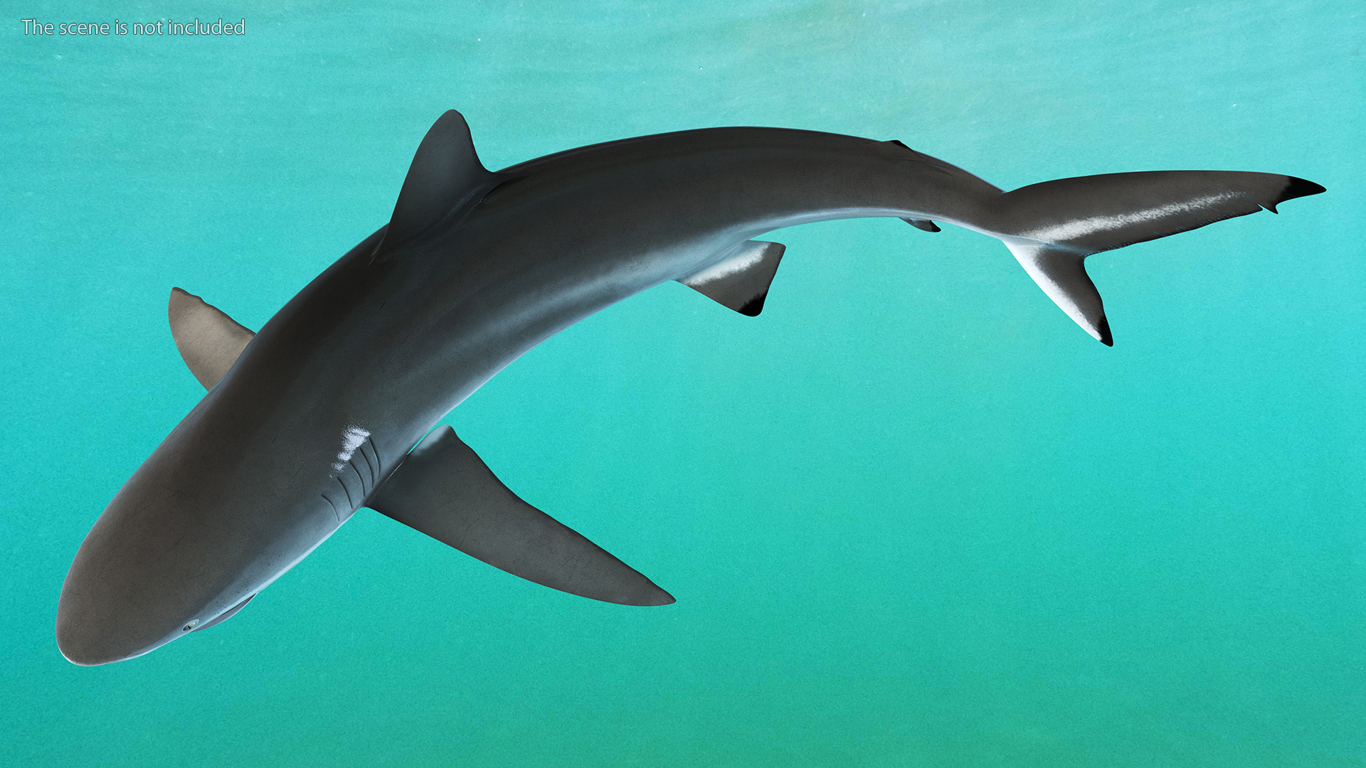 Silky Shark or Carcharhinus Falciformis 3D model