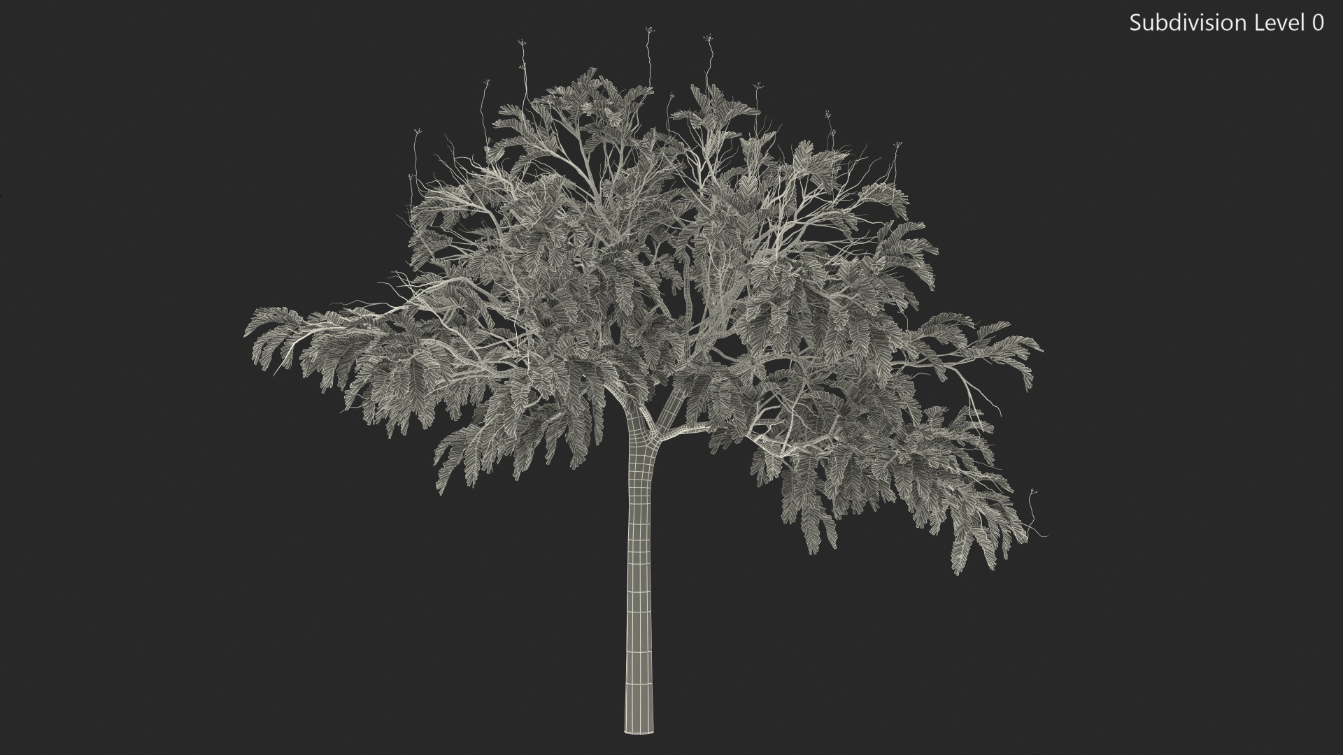 3D model Poinciana Small Tree