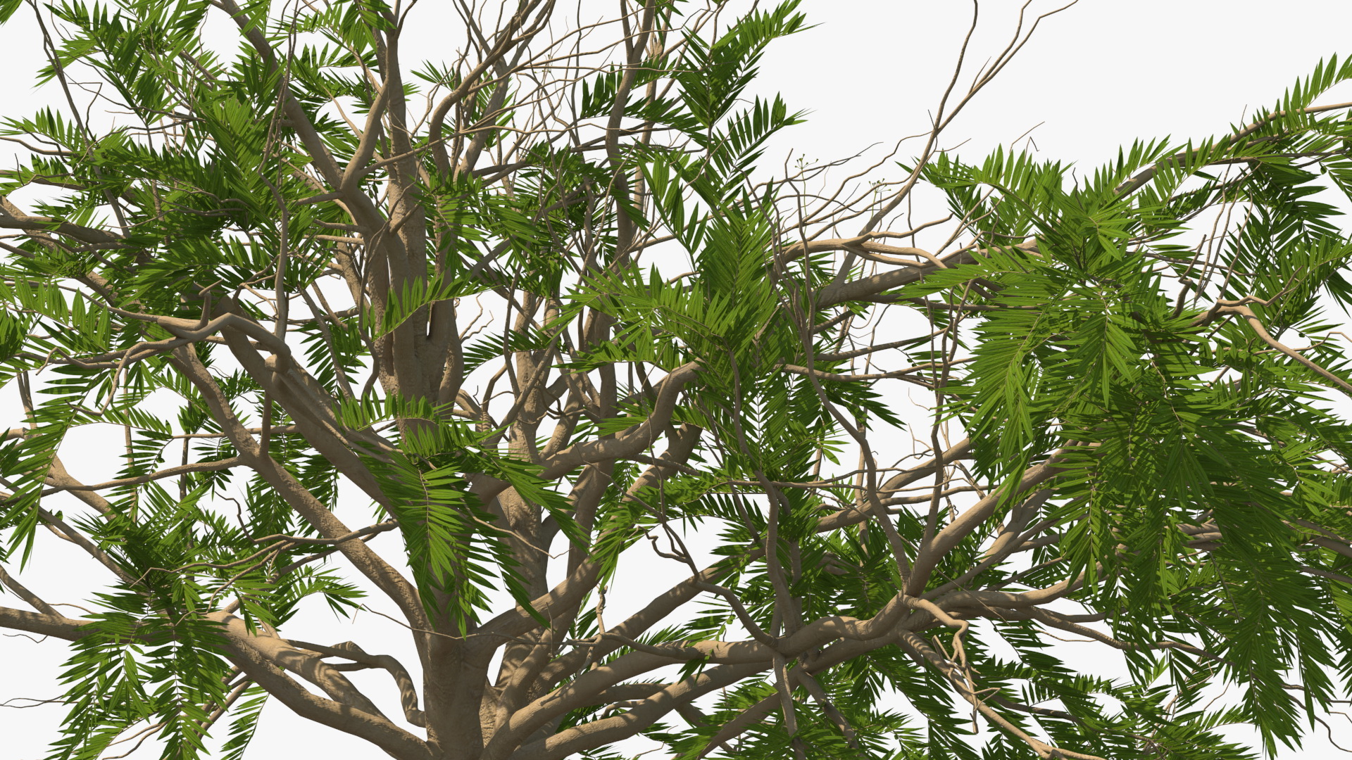 3D model Poinciana Small Tree