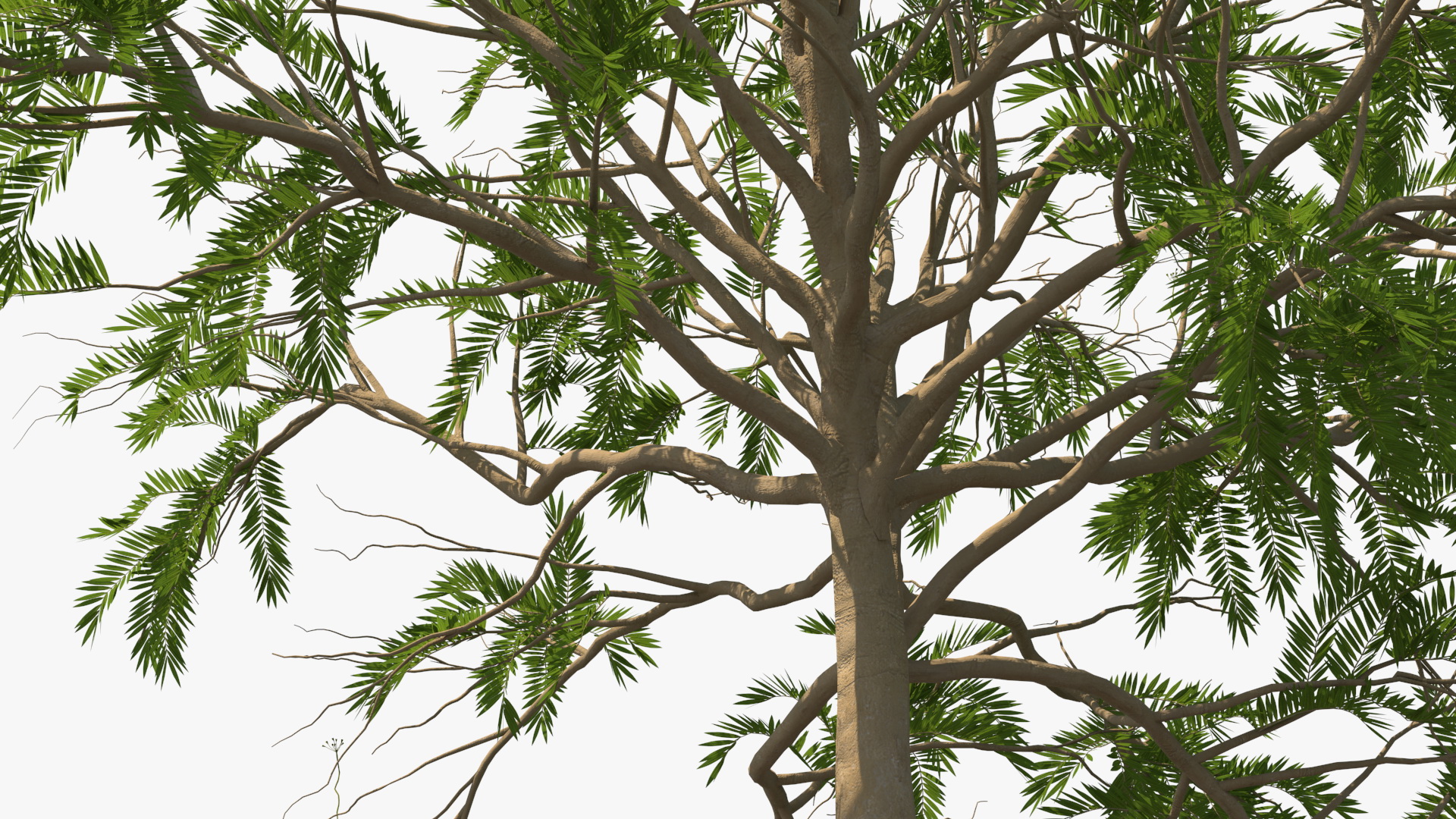 3D model Poinciana Small Tree