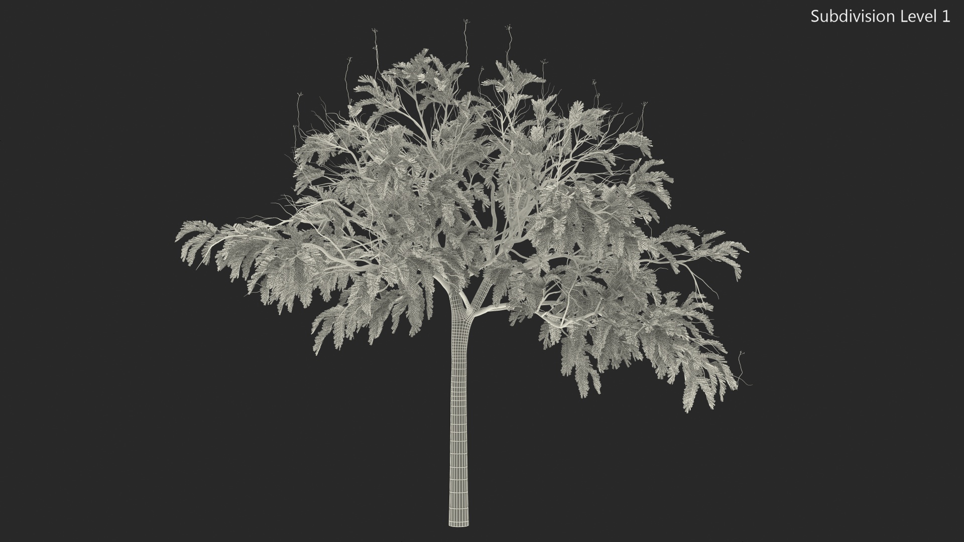 3D model Poinciana Small Tree