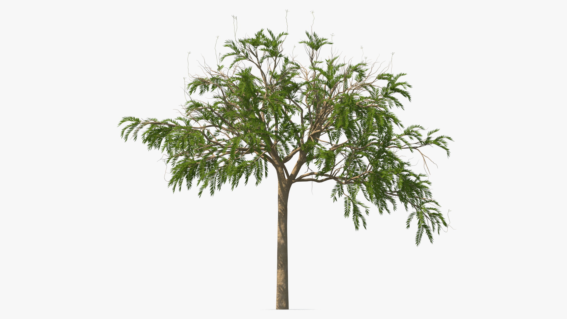 3D model Poinciana Small Tree