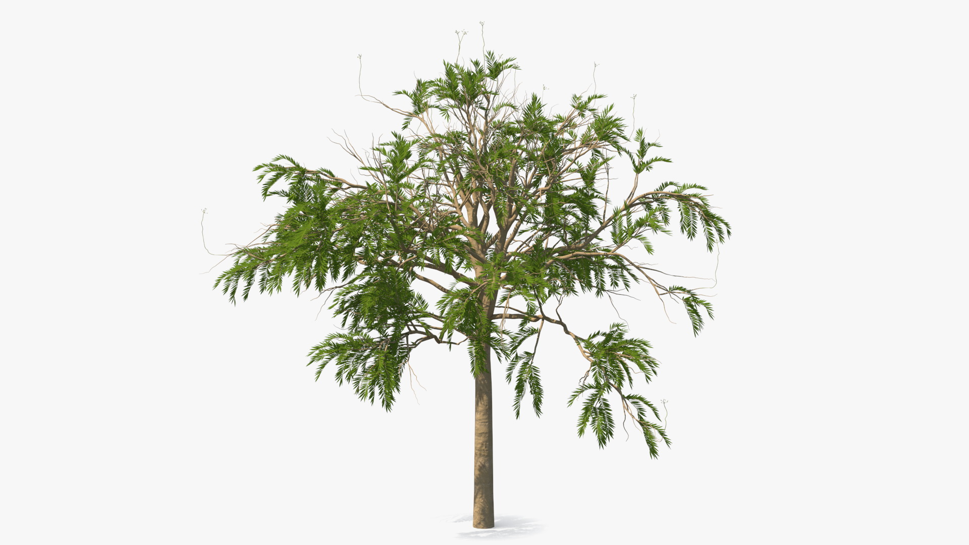 3D model Poinciana Small Tree