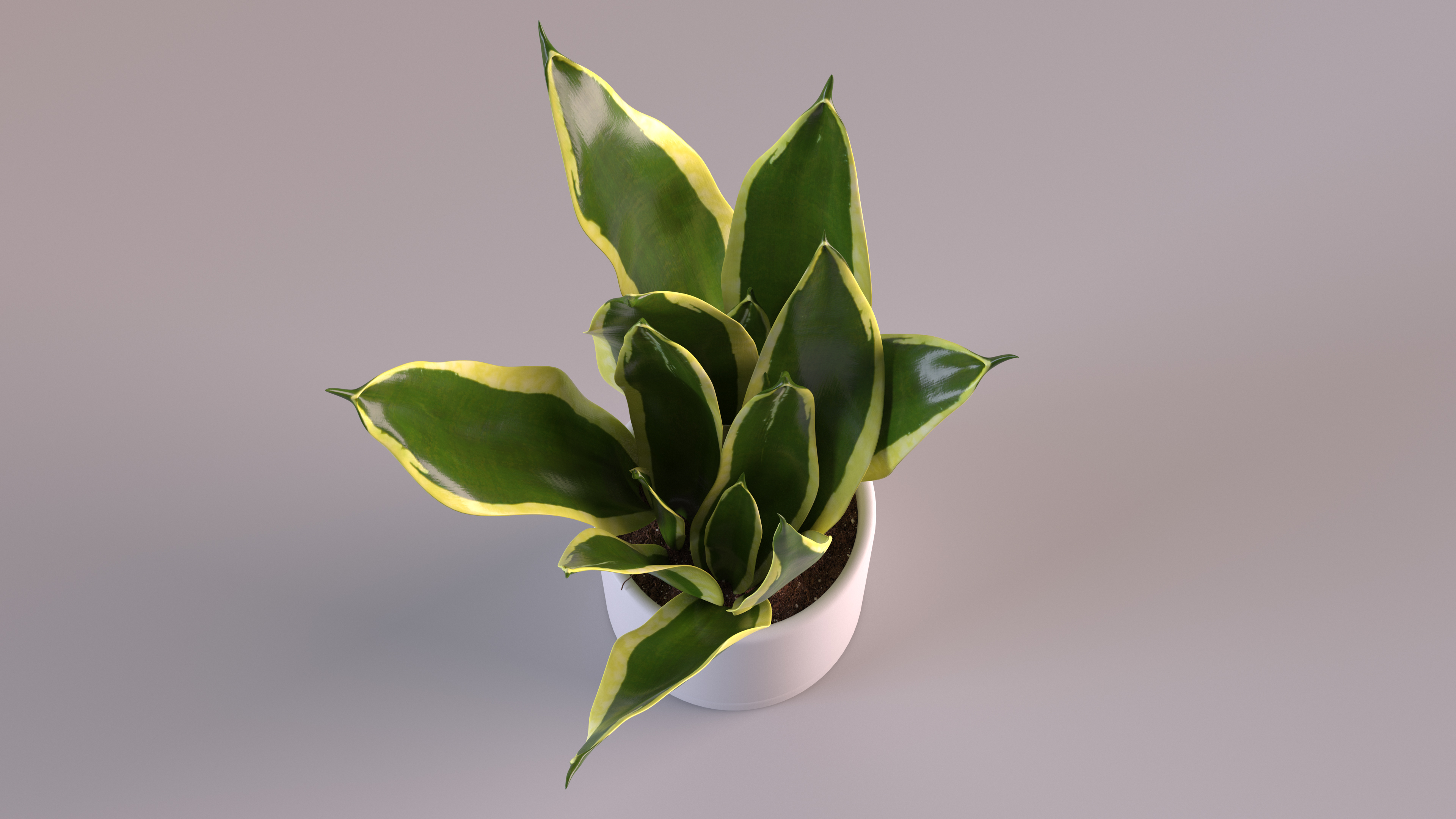 Mother in Laws Tongue Plant 3D