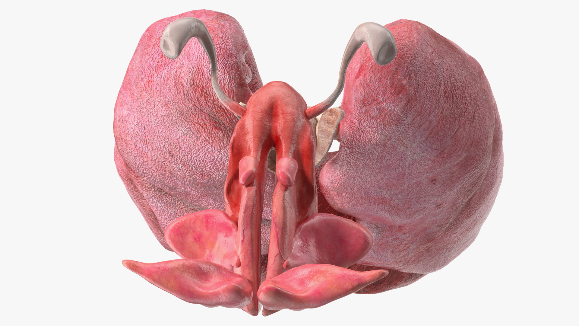 3D Male Respiratory System model