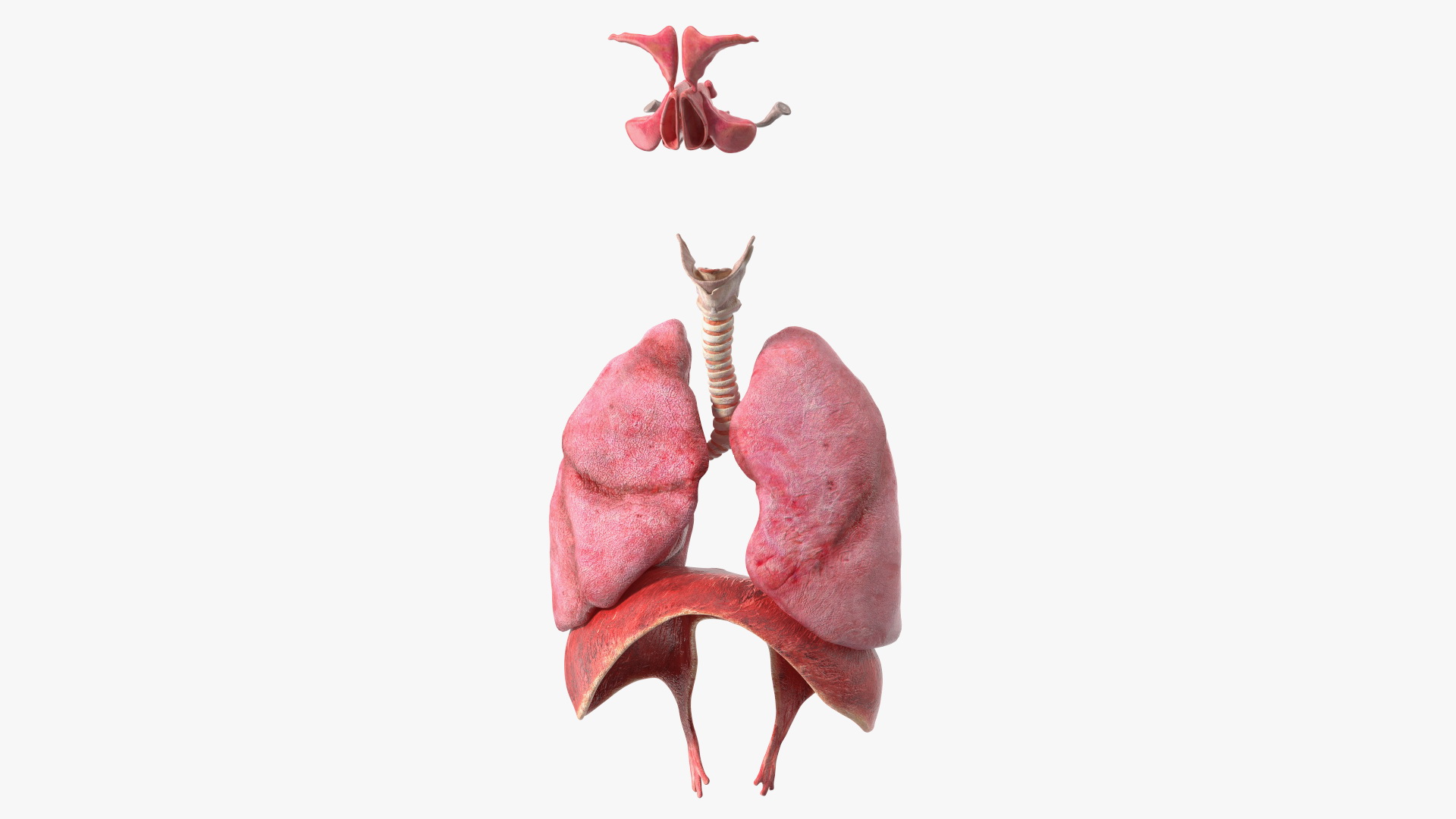 3D Male Respiratory System model