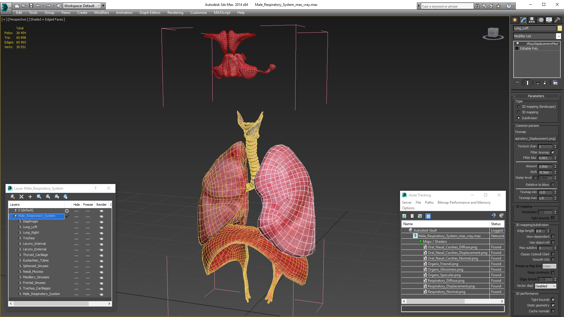 3D Male Respiratory System model