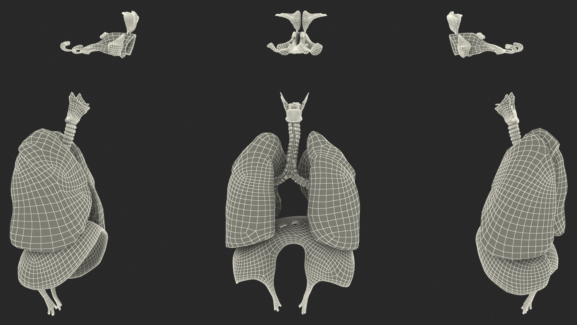 3D Male Respiratory System model