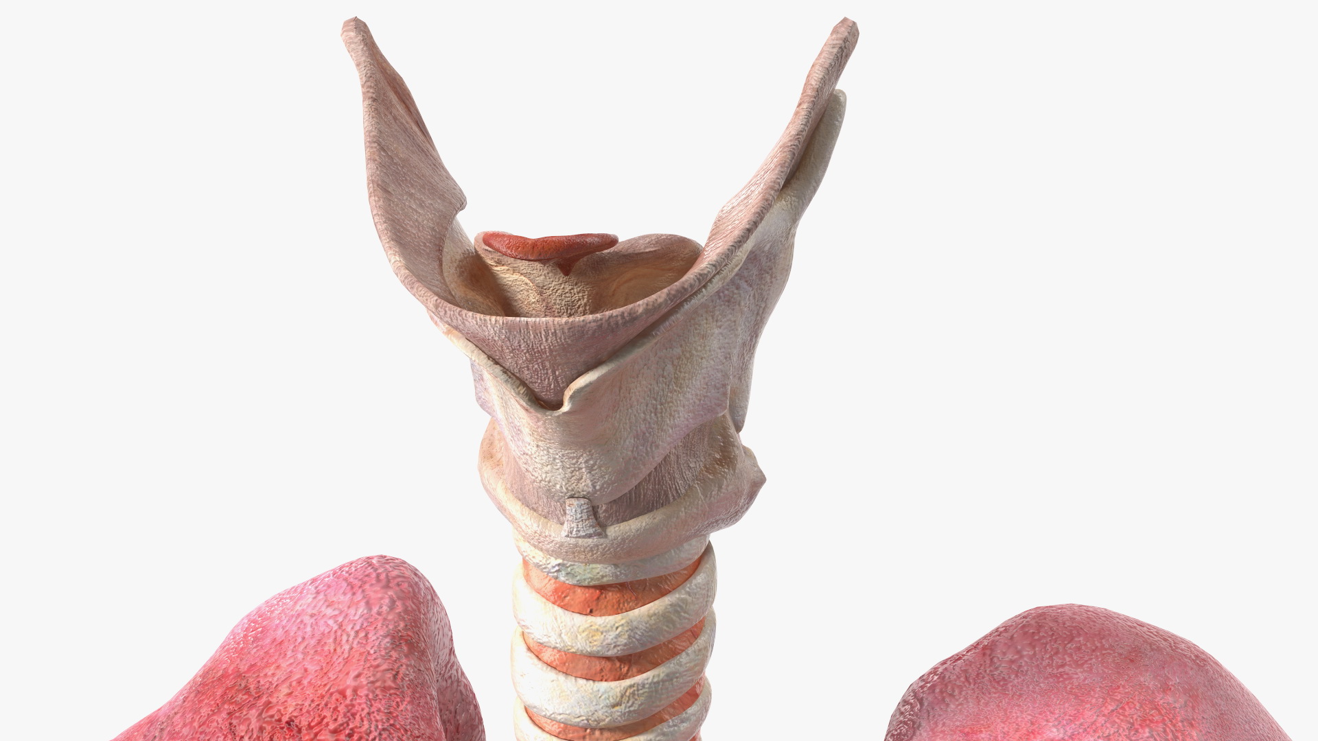 3D Male Respiratory System model