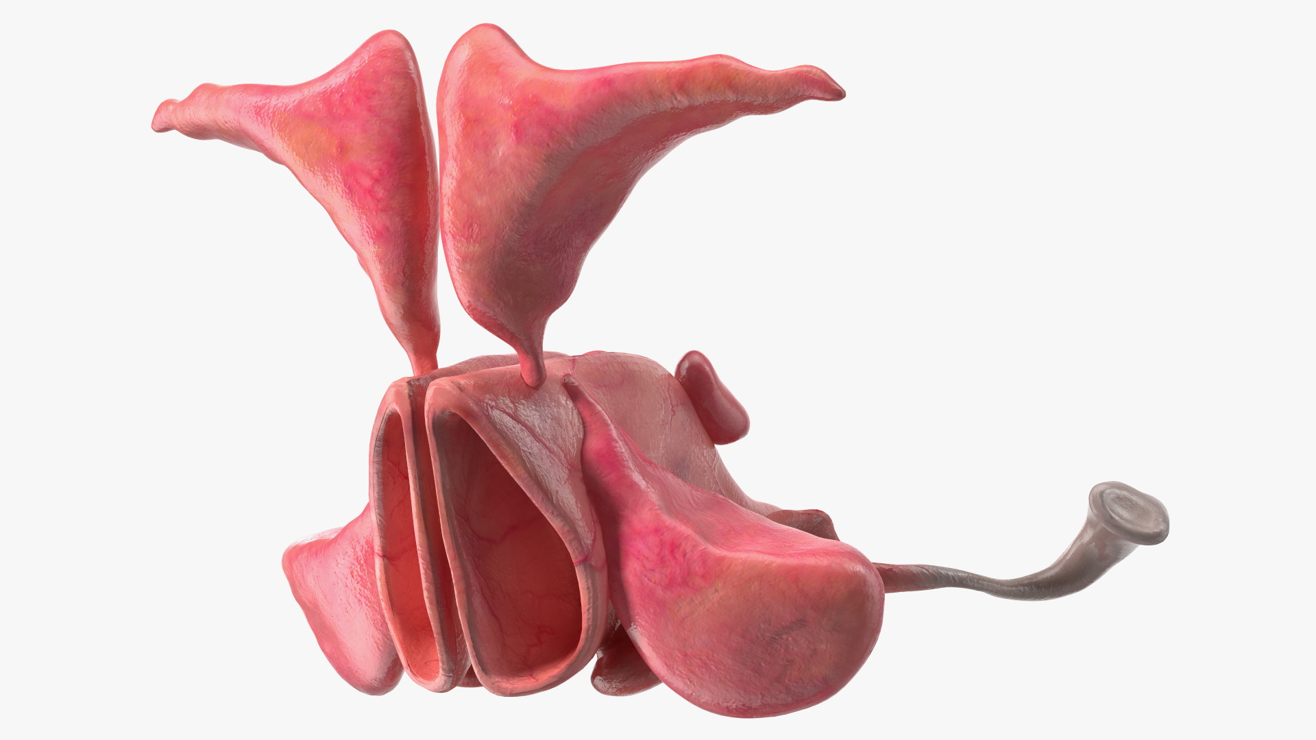 3D Male Respiratory System model