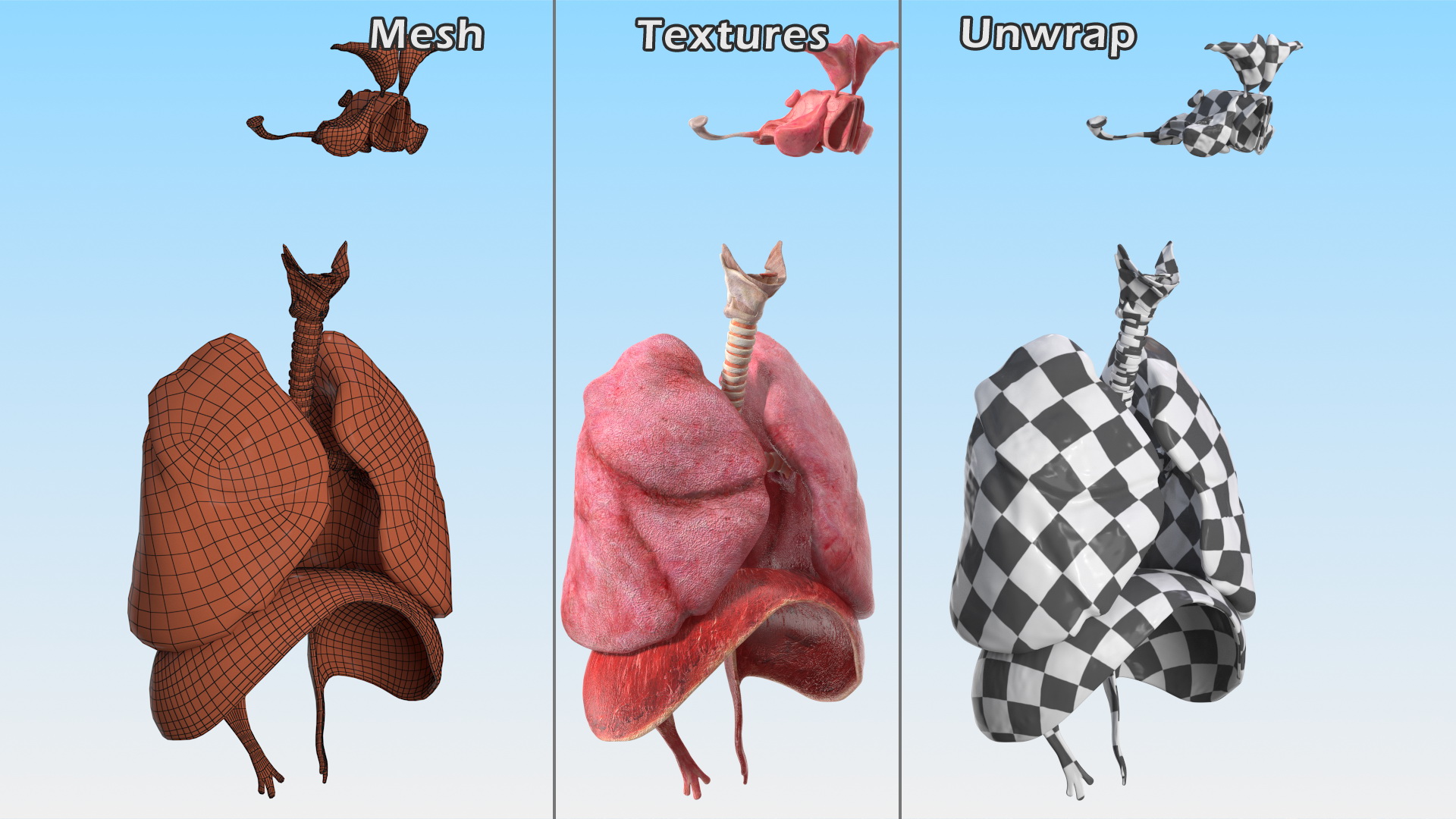 3D Male Respiratory System model