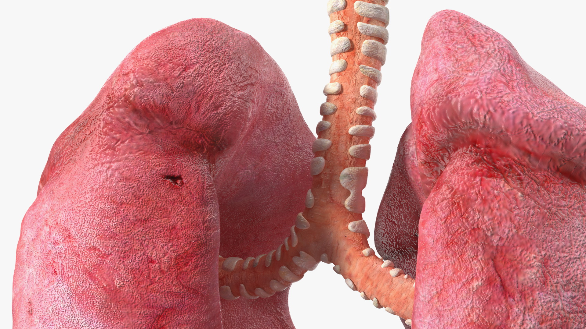 3D Male Respiratory System model