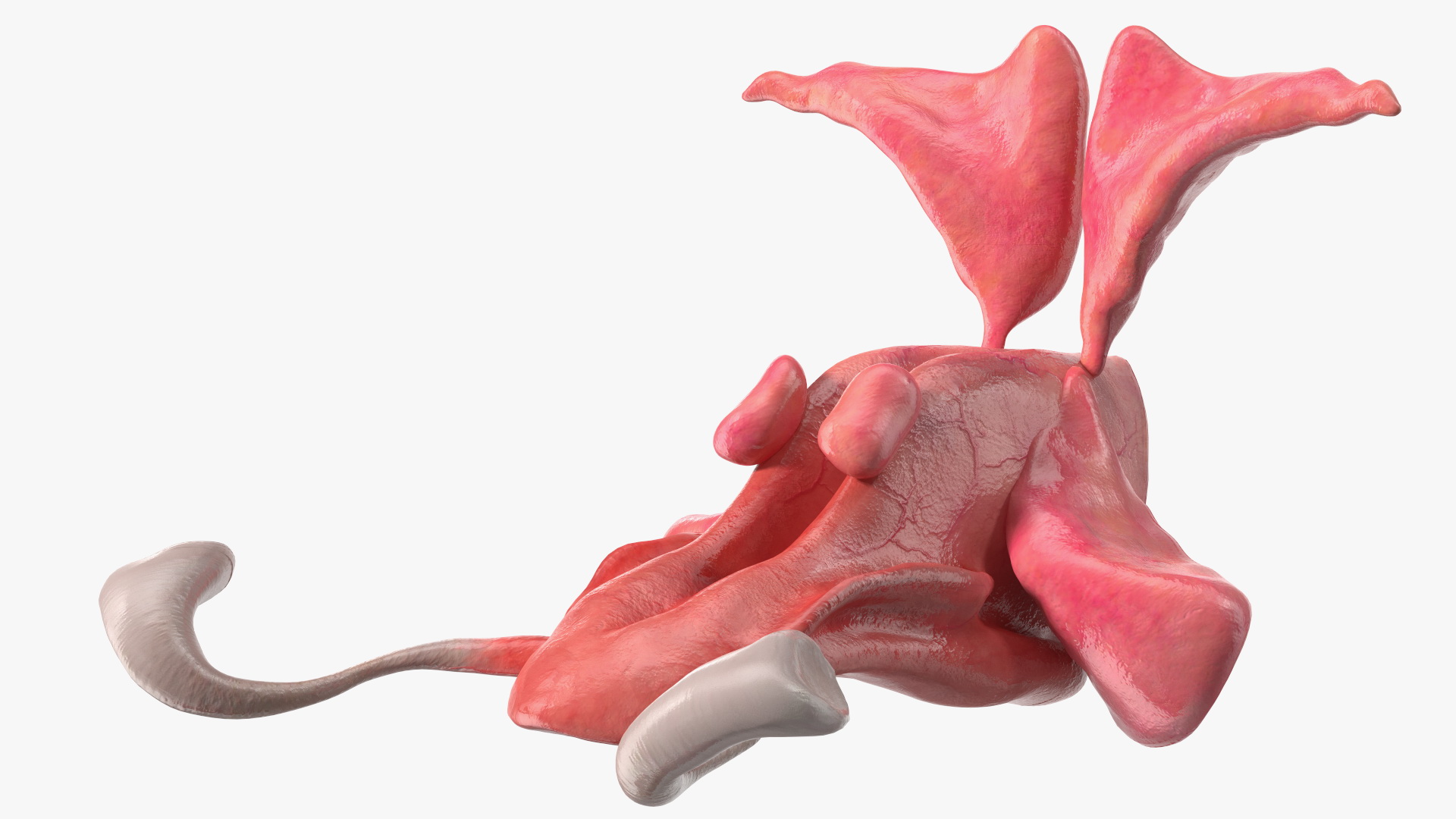 3D Male Respiratory System model