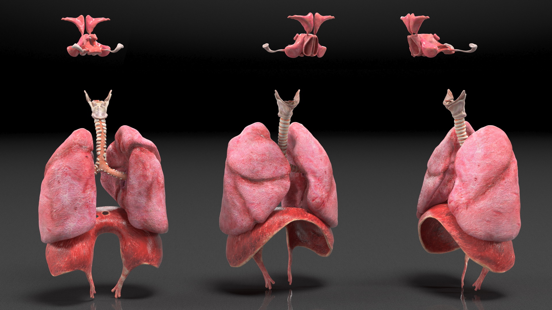 3D Male Respiratory System model