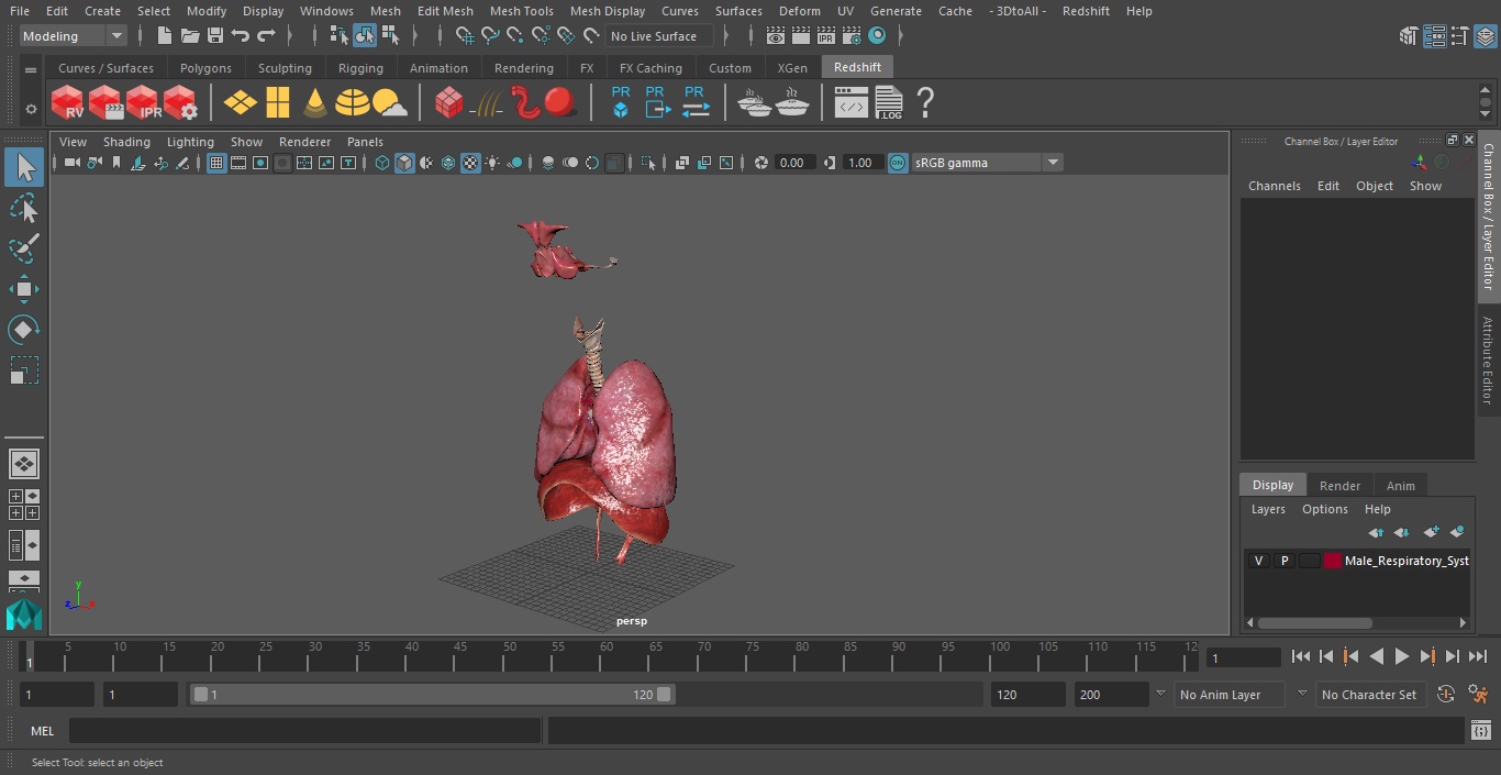 3D Male Respiratory System model