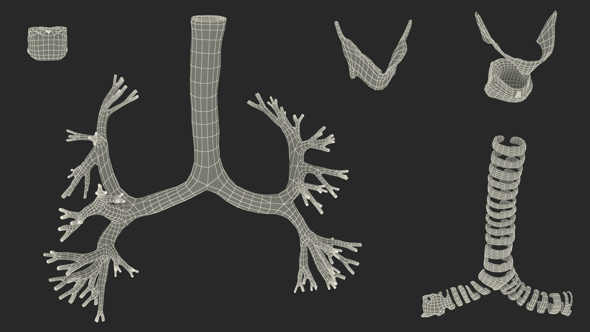 3D Male Respiratory System model