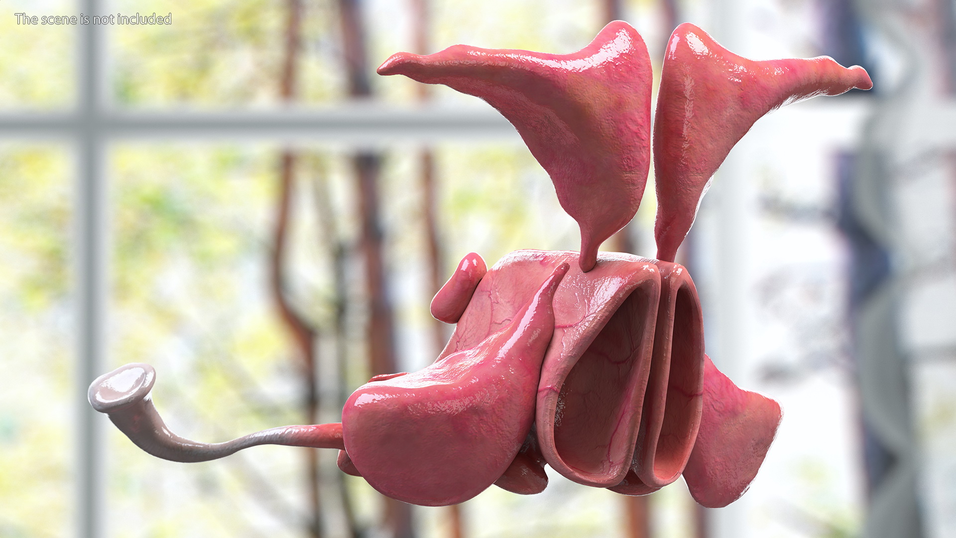 3D Male Respiratory System model