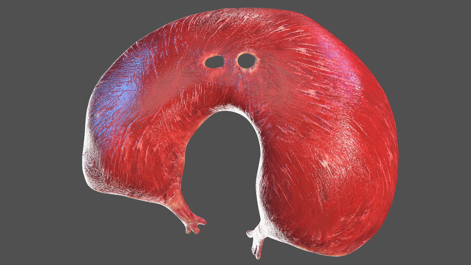 3D Male Respiratory System model