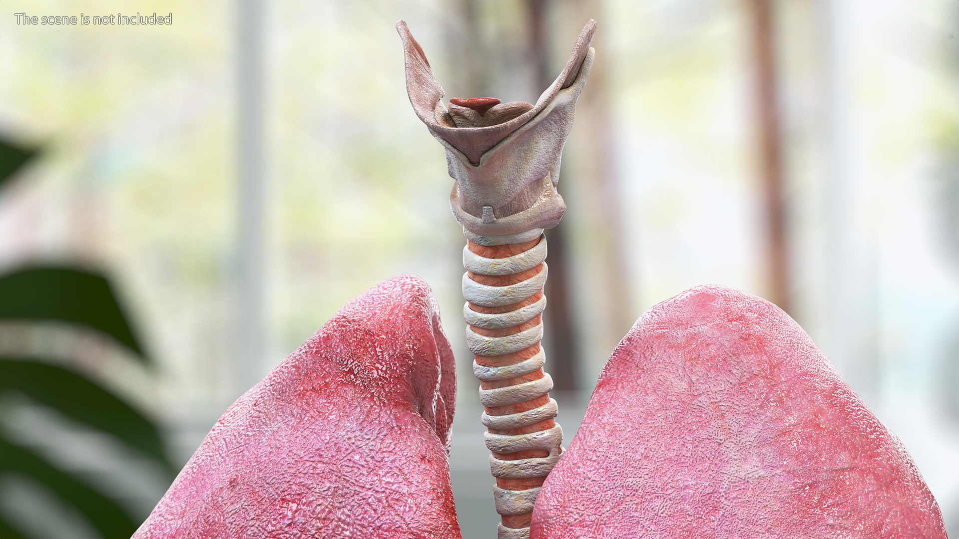 3D Male Respiratory System model