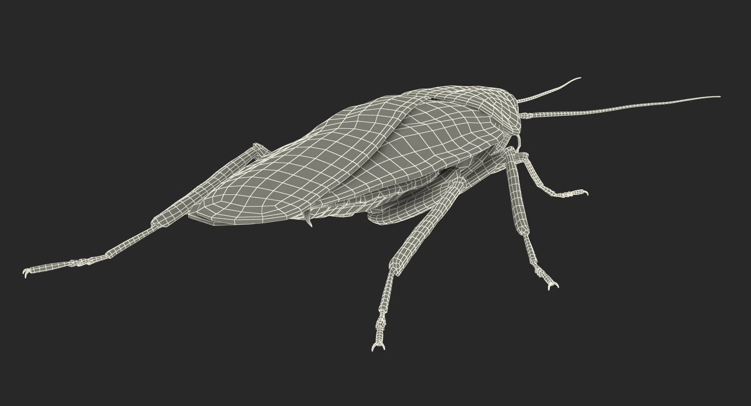 3D Common Household Cockroach