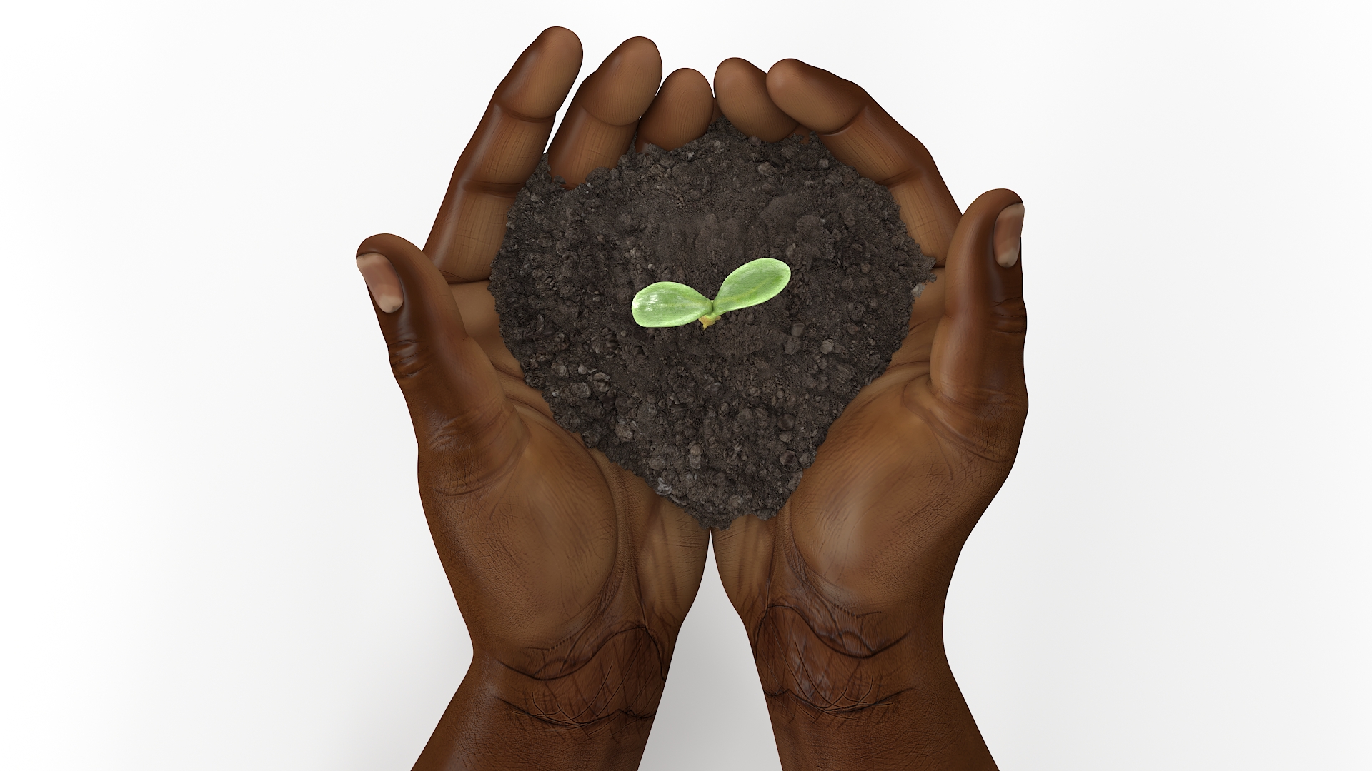 3D Afro American Hands Holding Seedling