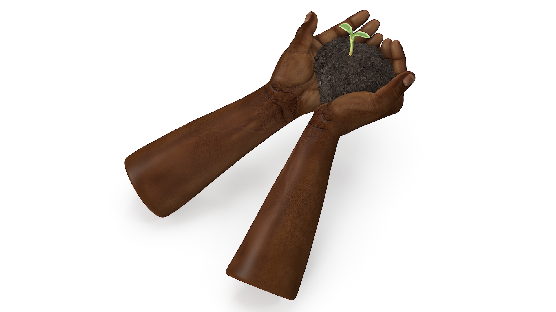 3D Afro American Hands Holding Seedling