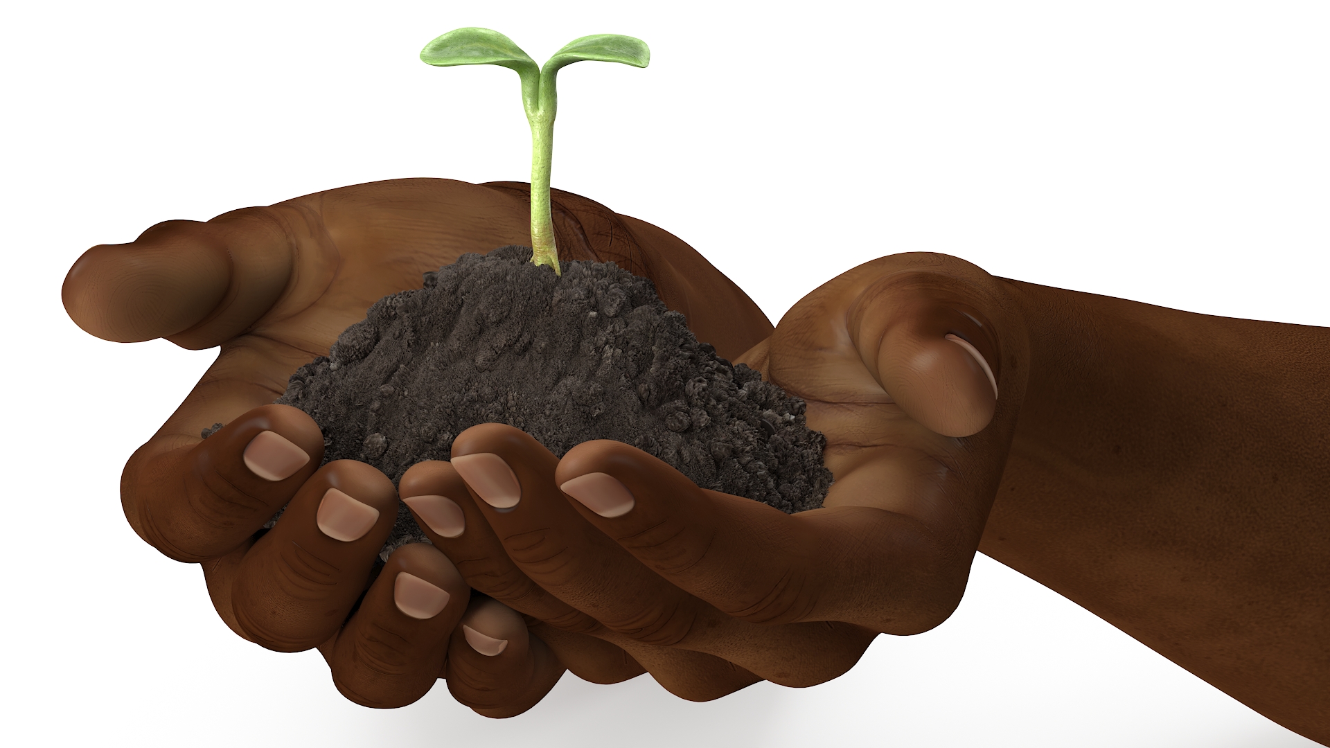 3D Afro American Hands Holding Seedling