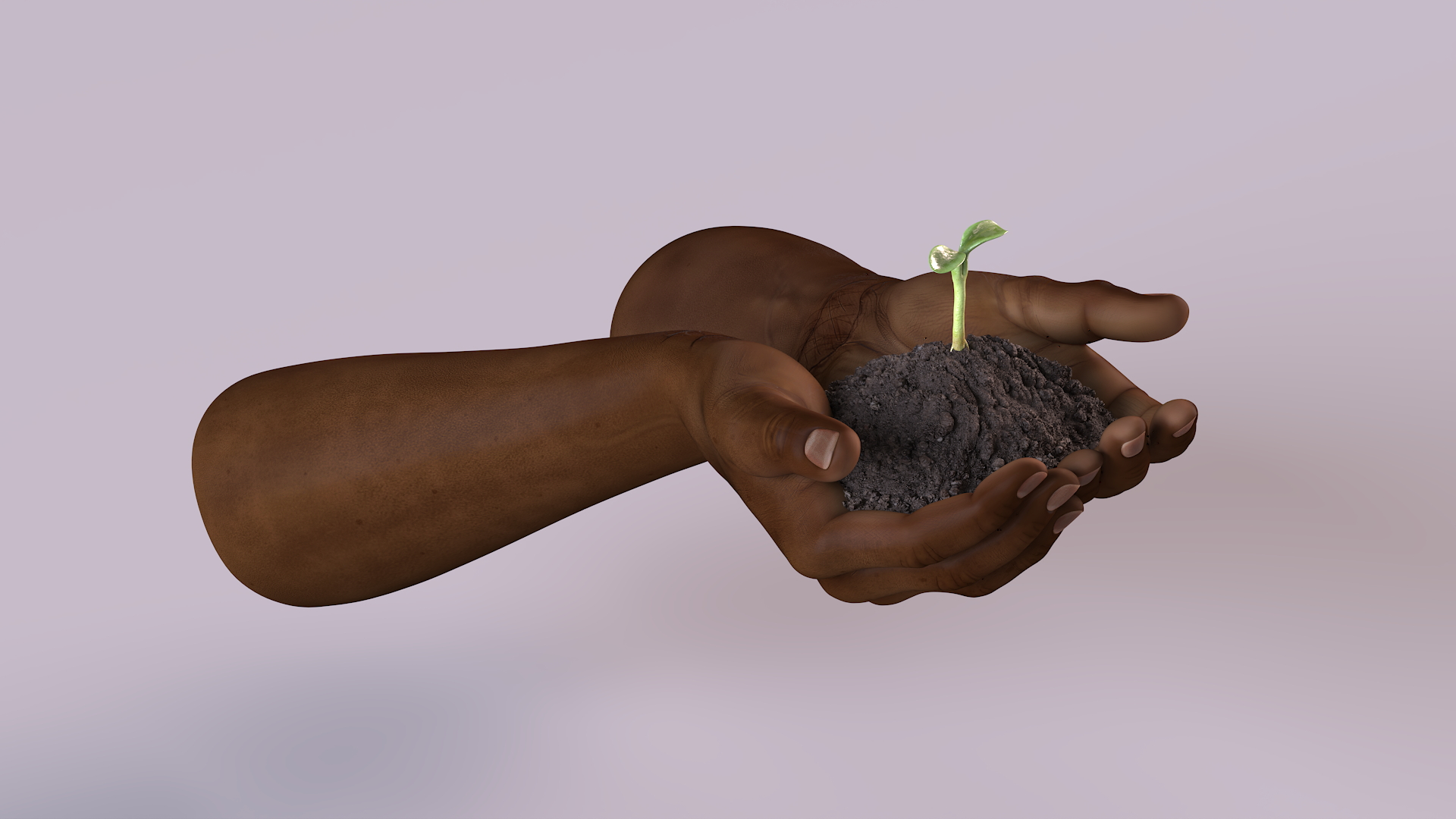 3D Afro American Hands Holding Seedling