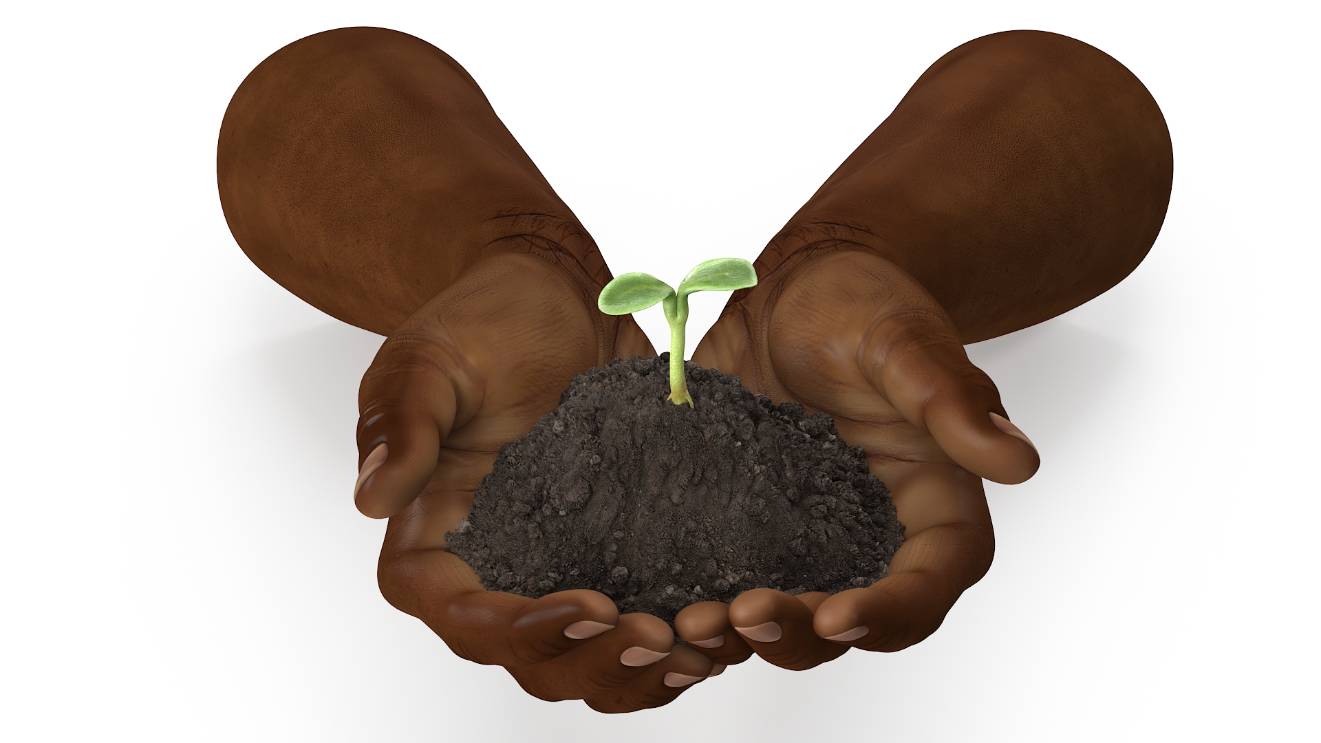 3D Afro American Hands Holding Seedling