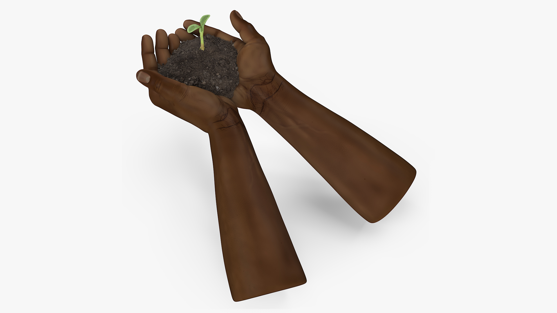 3D Afro American Hands Holding Seedling