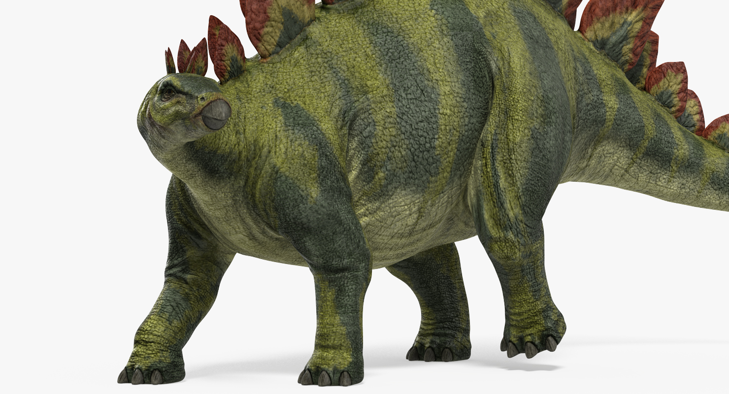 3D Stegosaurus Rigged model