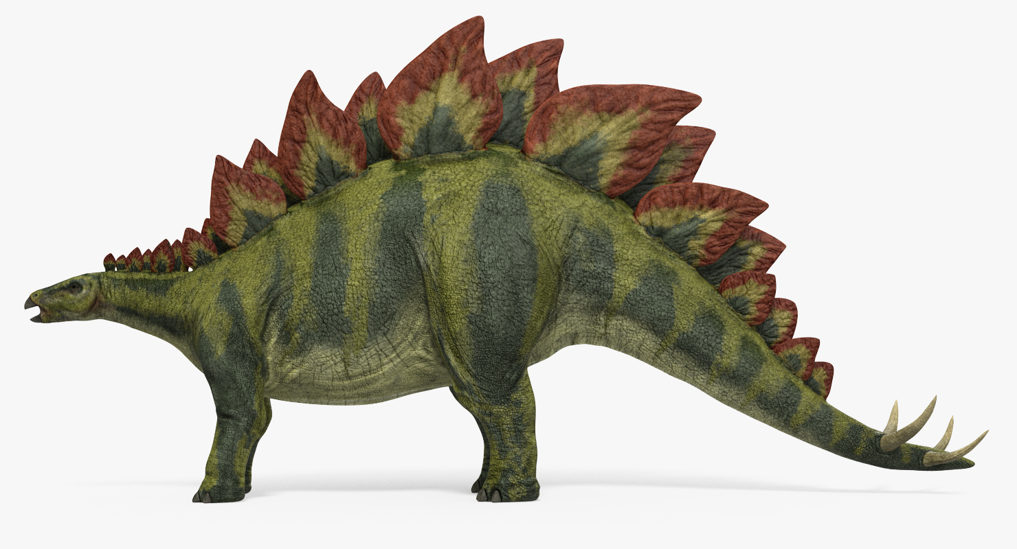 3D Stegosaurus Rigged model