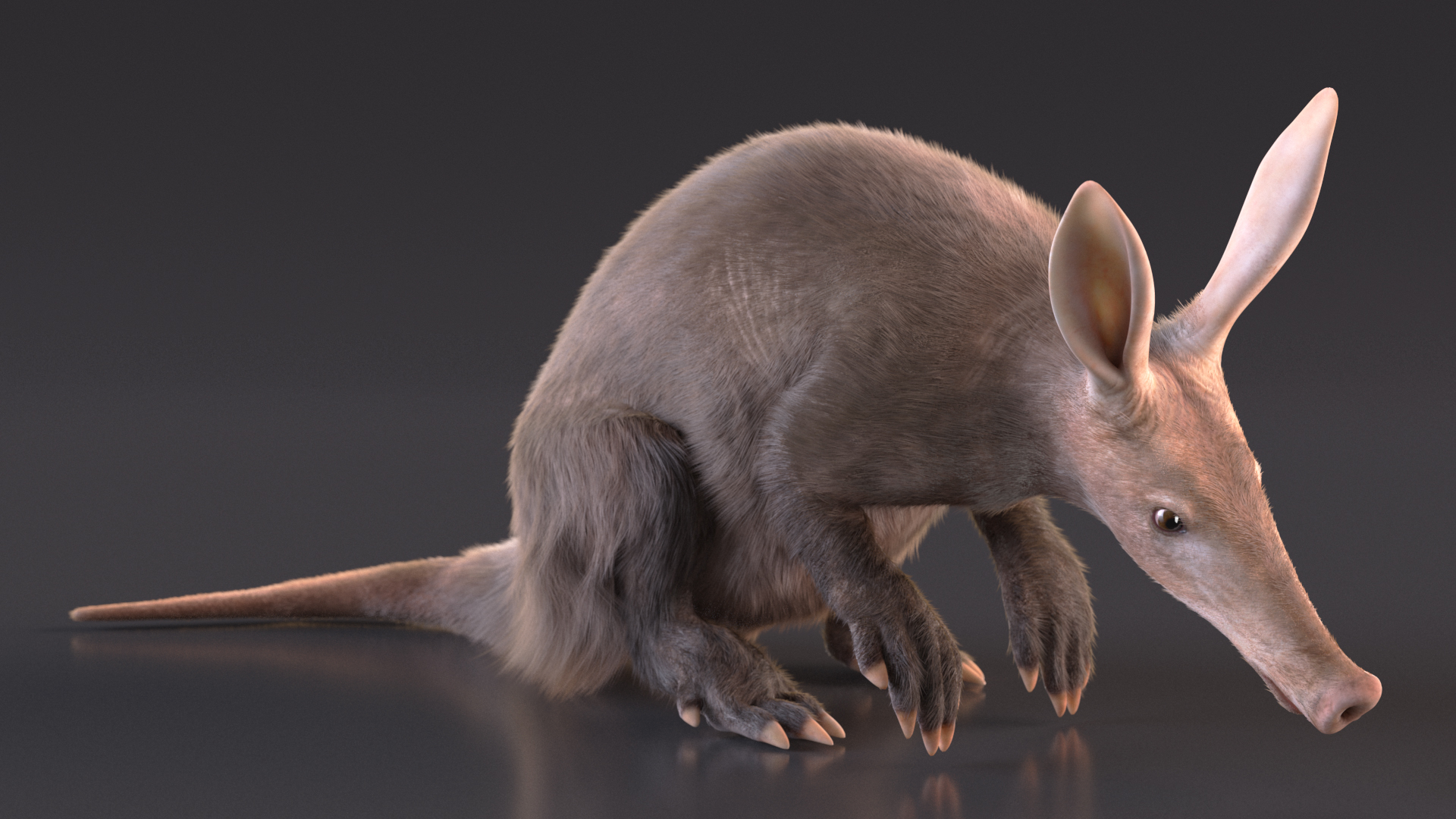 3D model African Mammal Aardvark Sitting Pose Fur