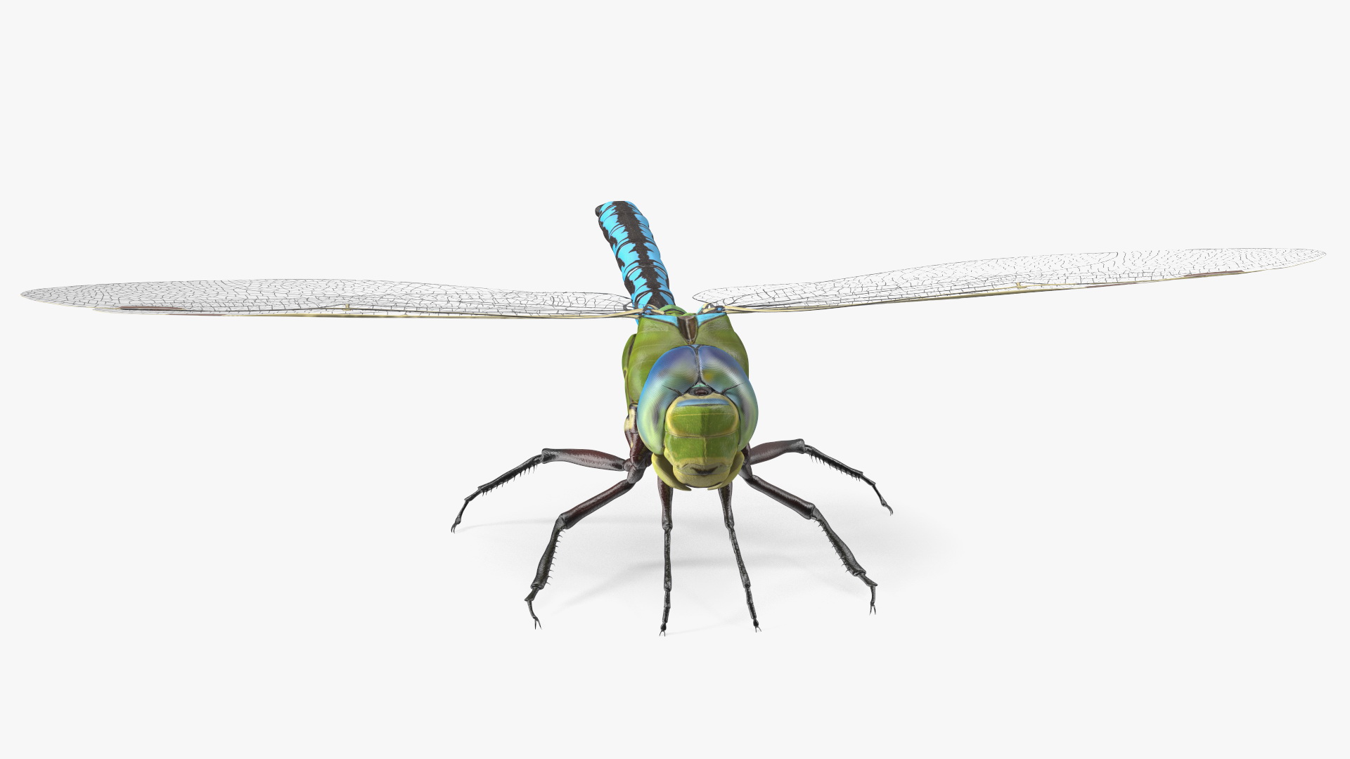 3D model Dragonfly Rigged for Cinema 4D