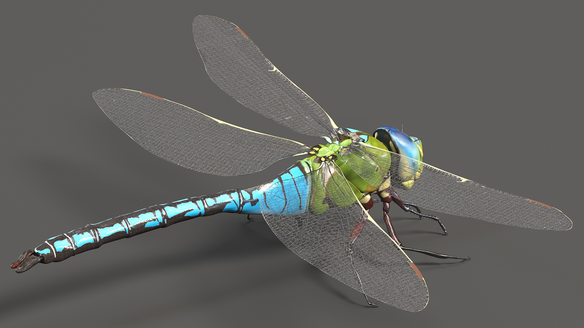 3D Dragonfly Rigged