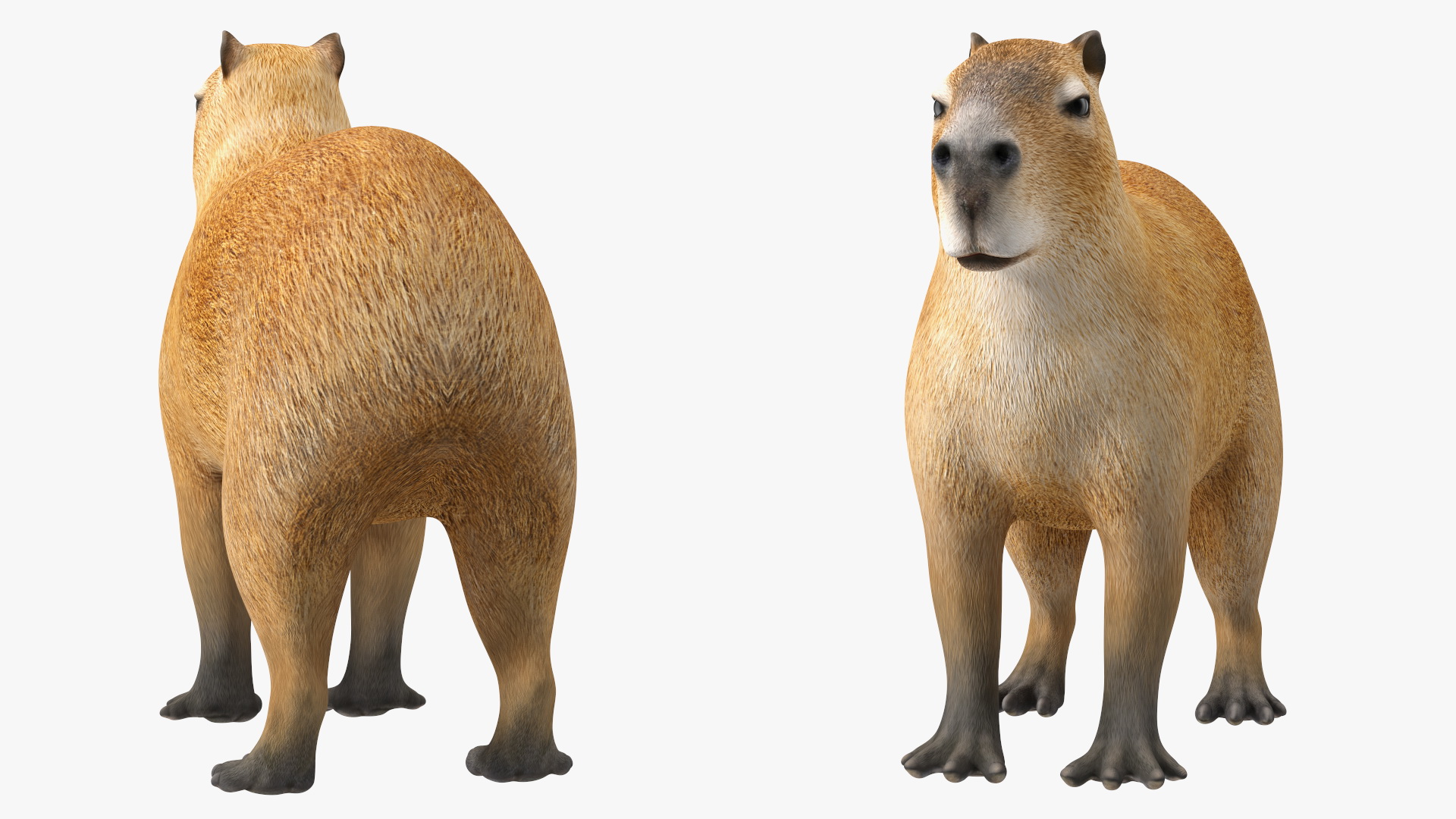 3D model Capybara