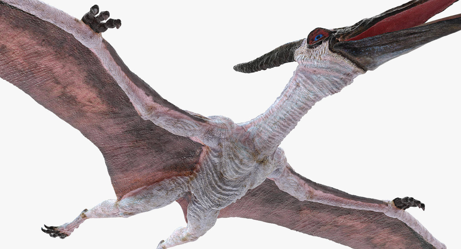 3D Pterosaur Pteranodon White Rigged model