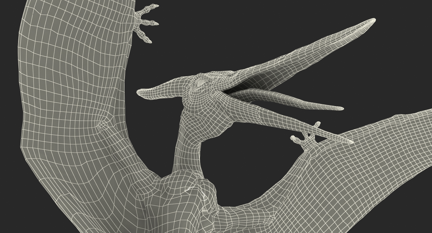 3D Pterosaur Pteranodon White Rigged model