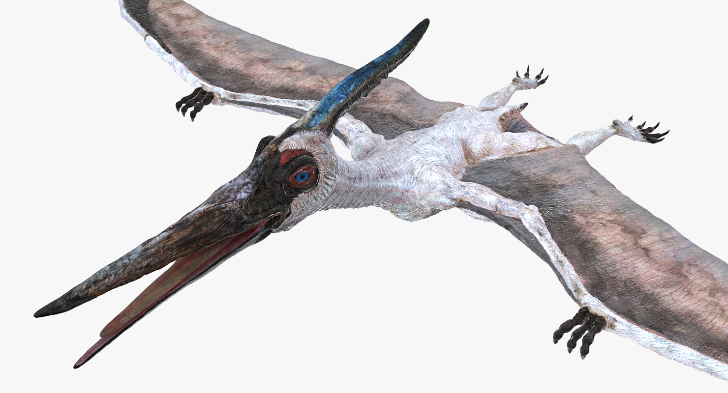 3D Pterosaur Pteranodon White Rigged model