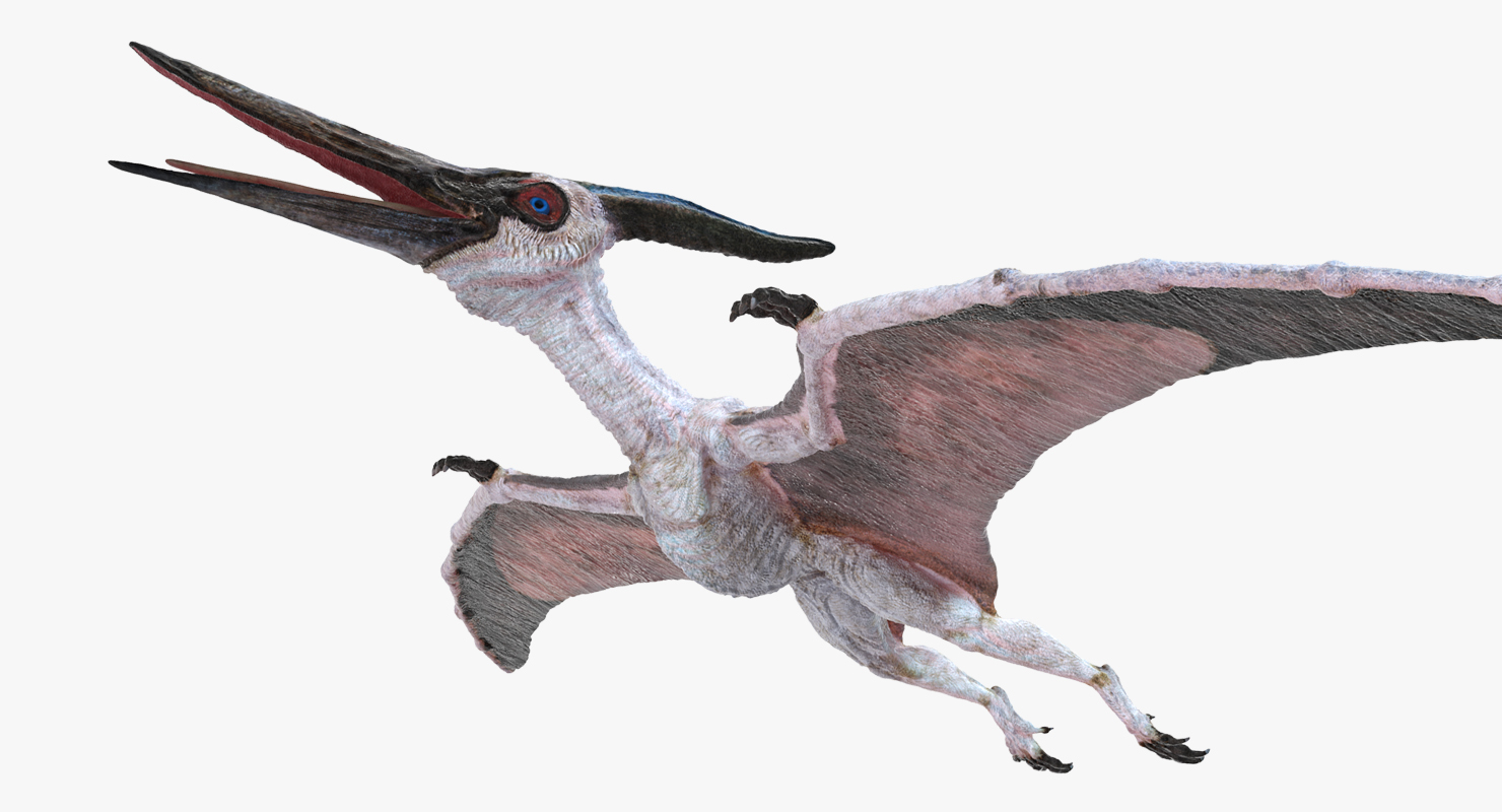 3D Pterosaur Pteranodon White Rigged model