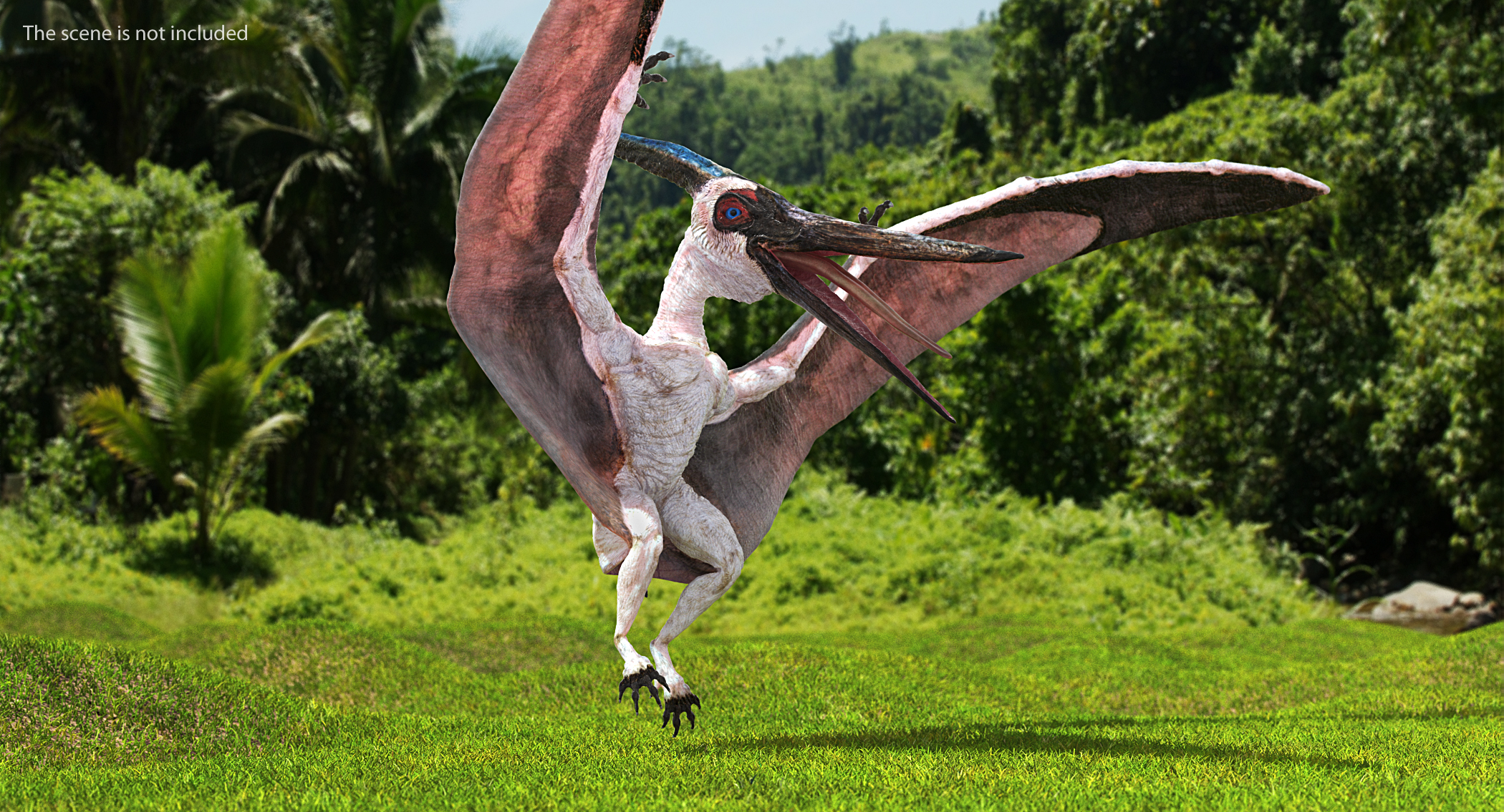 3D Pterosaur Pteranodon White Rigged model