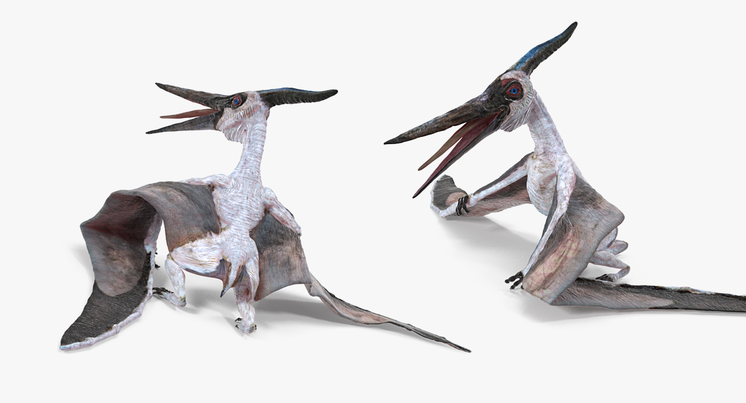 3D Pterosaur Pteranodon White Rigged model