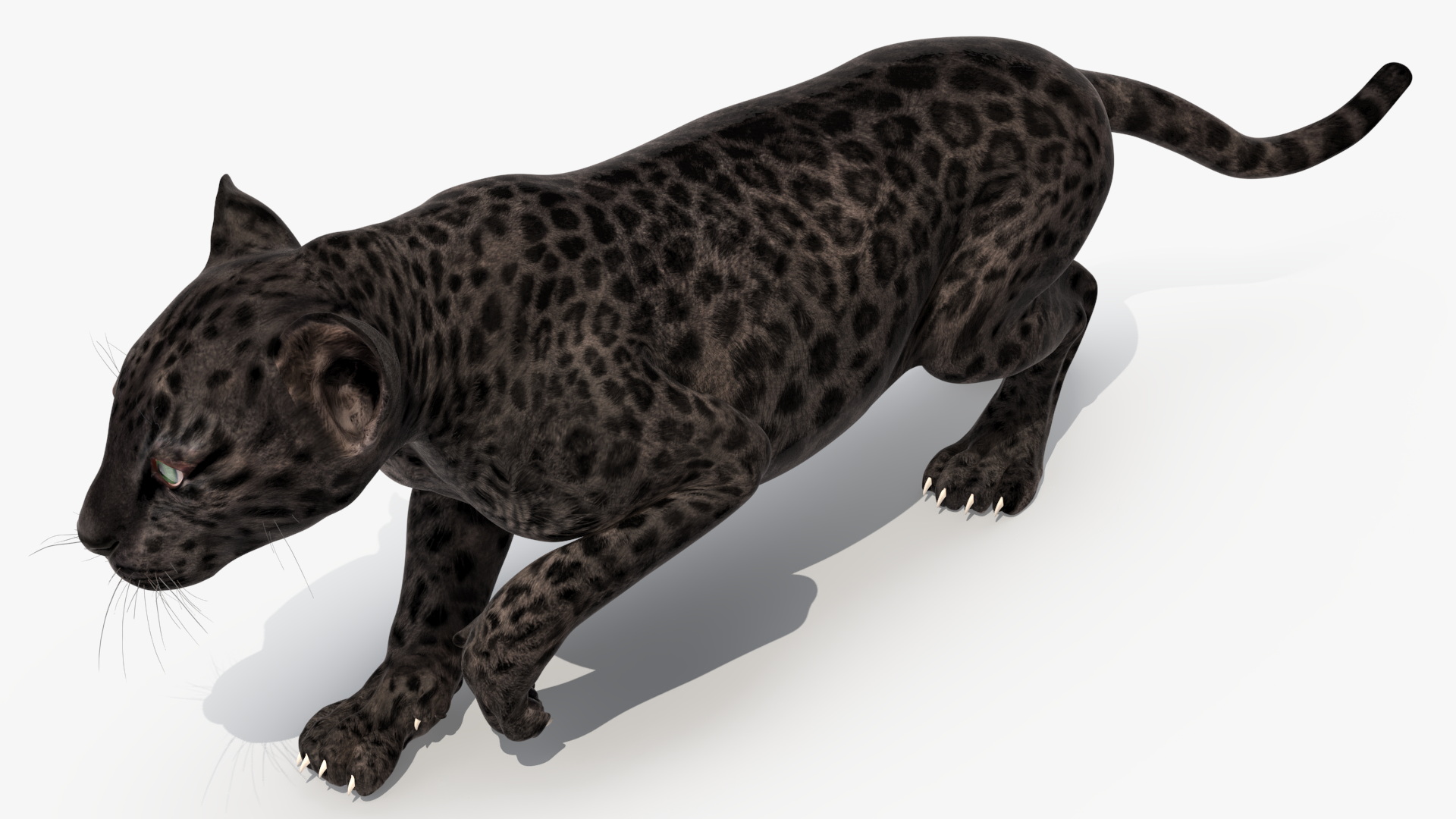 3D Black Leopard Cub Sneaking Pose