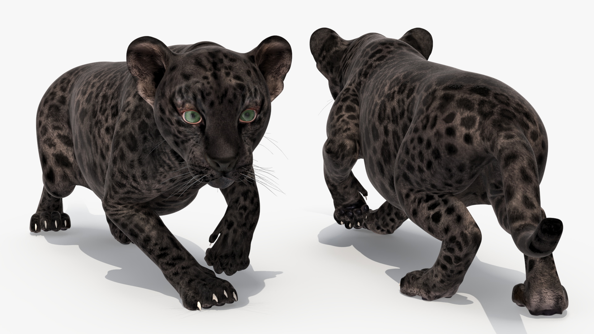 3D Black Leopard Cub Sneaking Pose