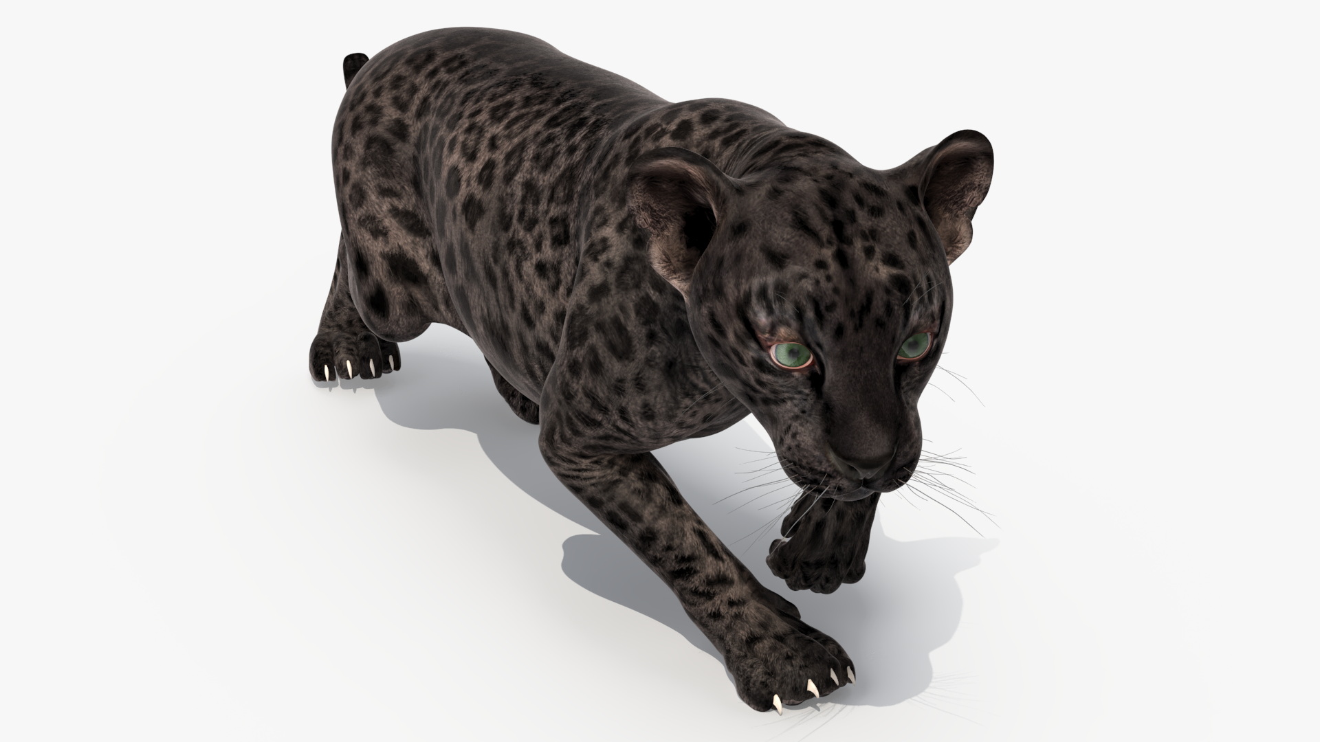 3D Black Leopard Cub Sneaking Pose