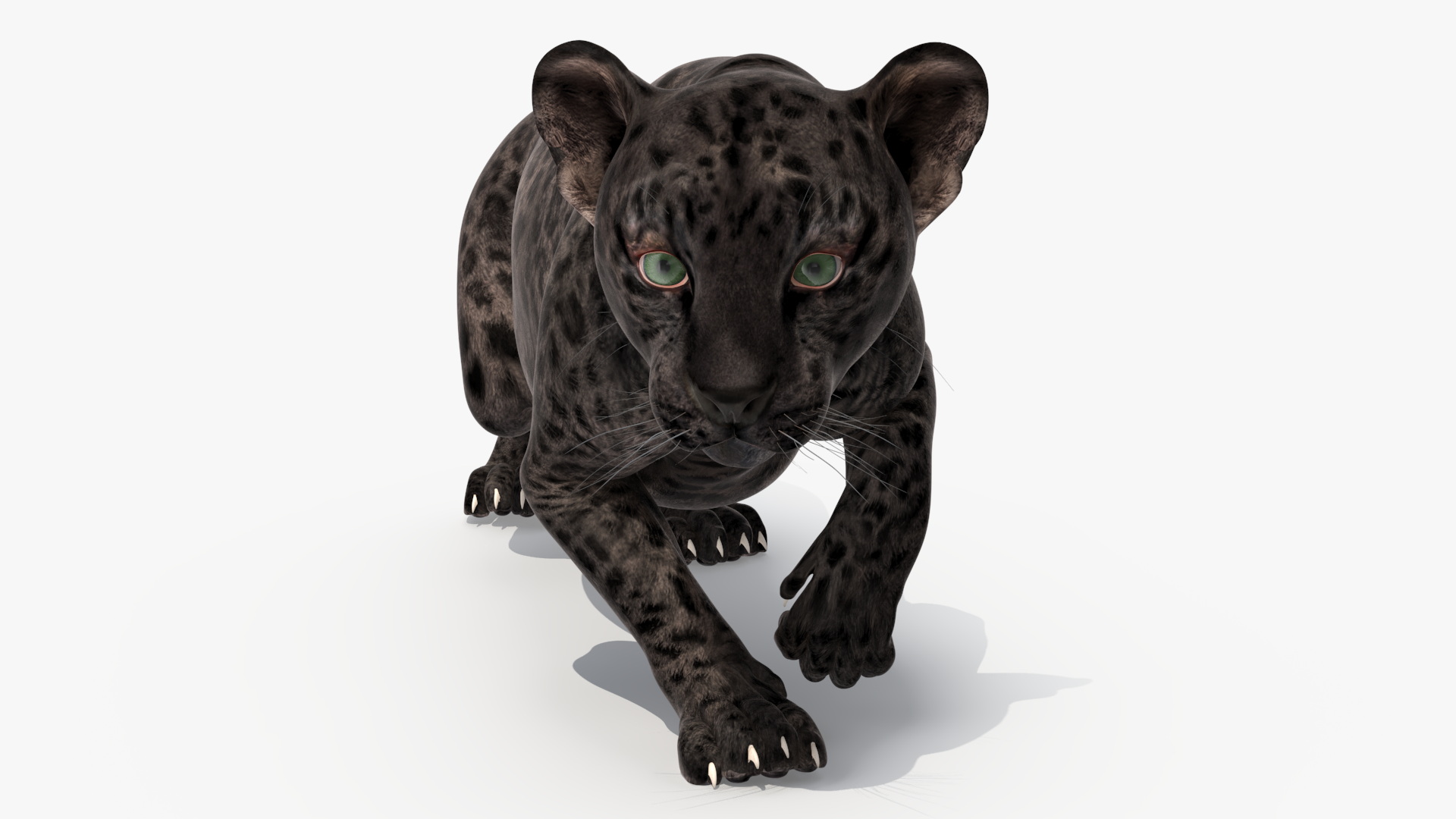 3D Black Leopard Cub Sneaking Pose