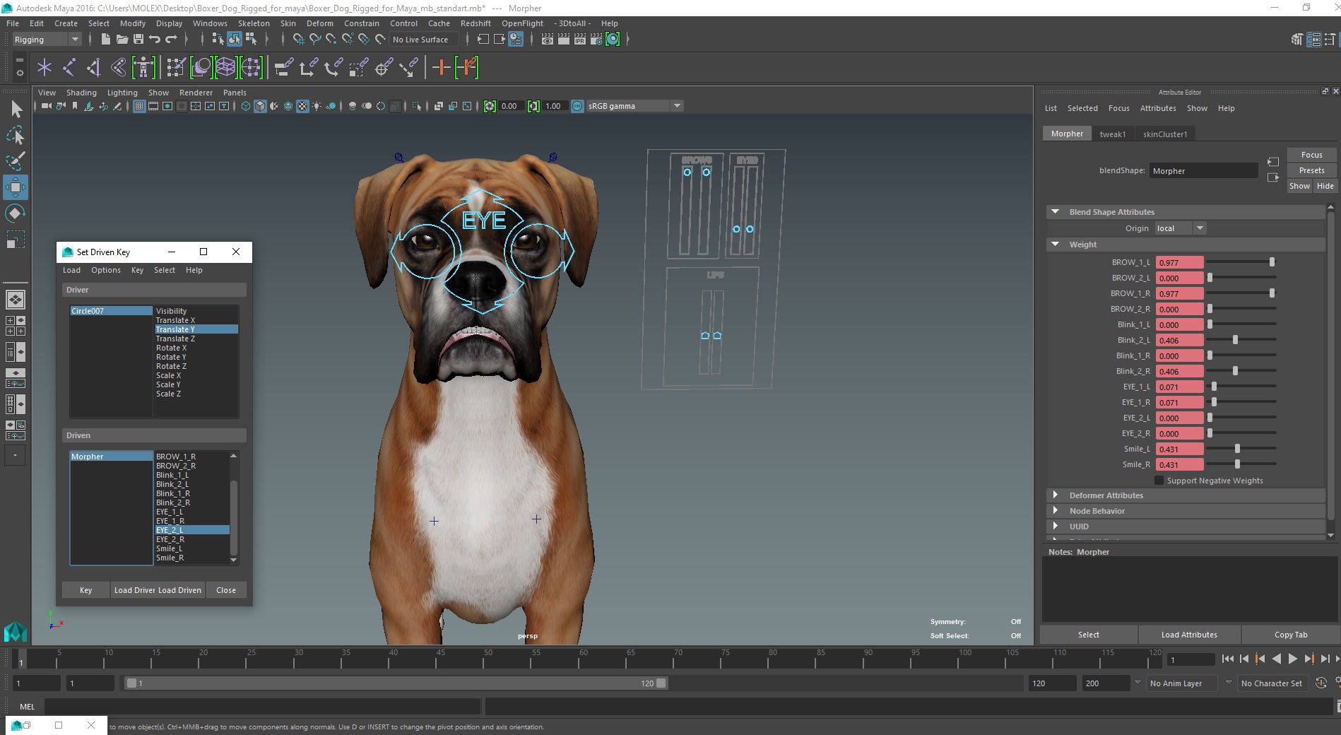 3D model Boxer Dog Rigged for Maya